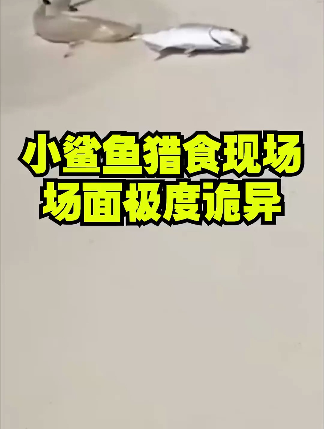 大鲨鱼吃刺身,小鲨鱼吃鱼干
