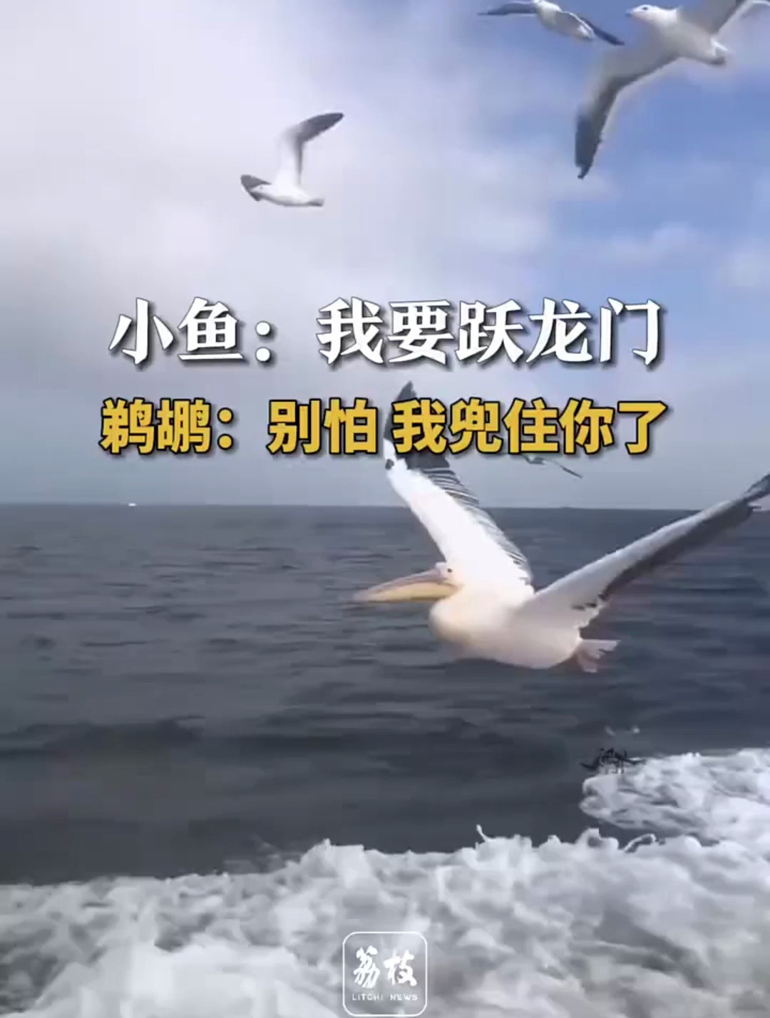原来小鲤鱼历险记是真的,小鱼:我要跃龙门,鹈鹕:别怕兜住你了