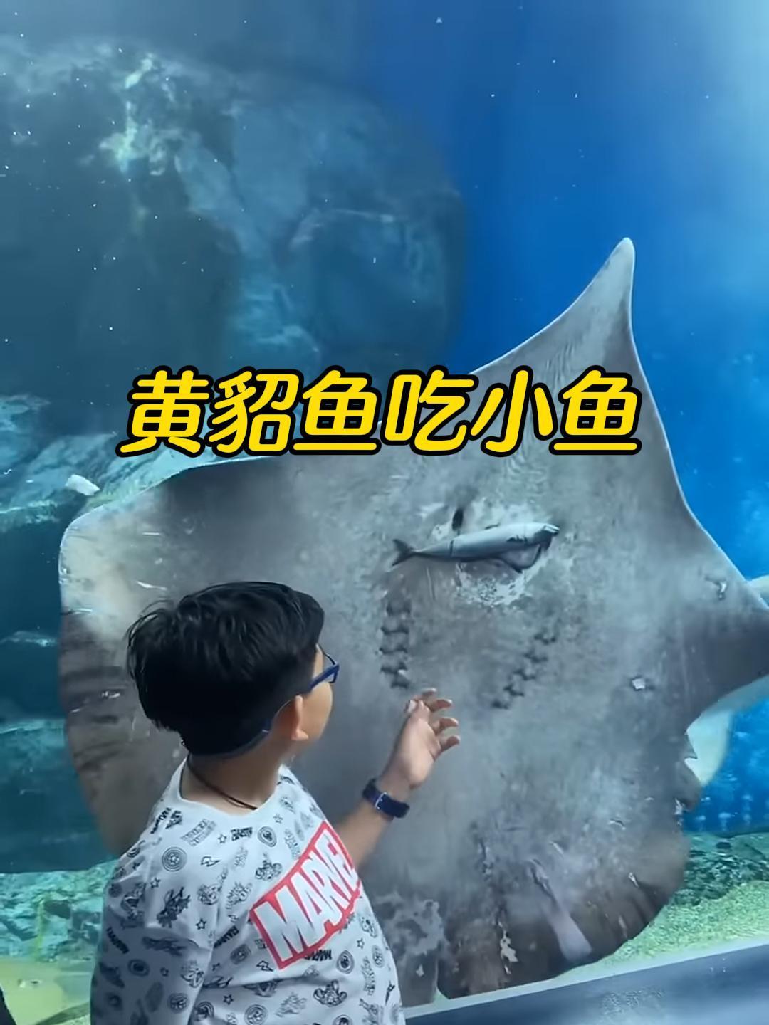 男子和黄貂鱼合照,黄貂鱼竟在身后吃小鱼