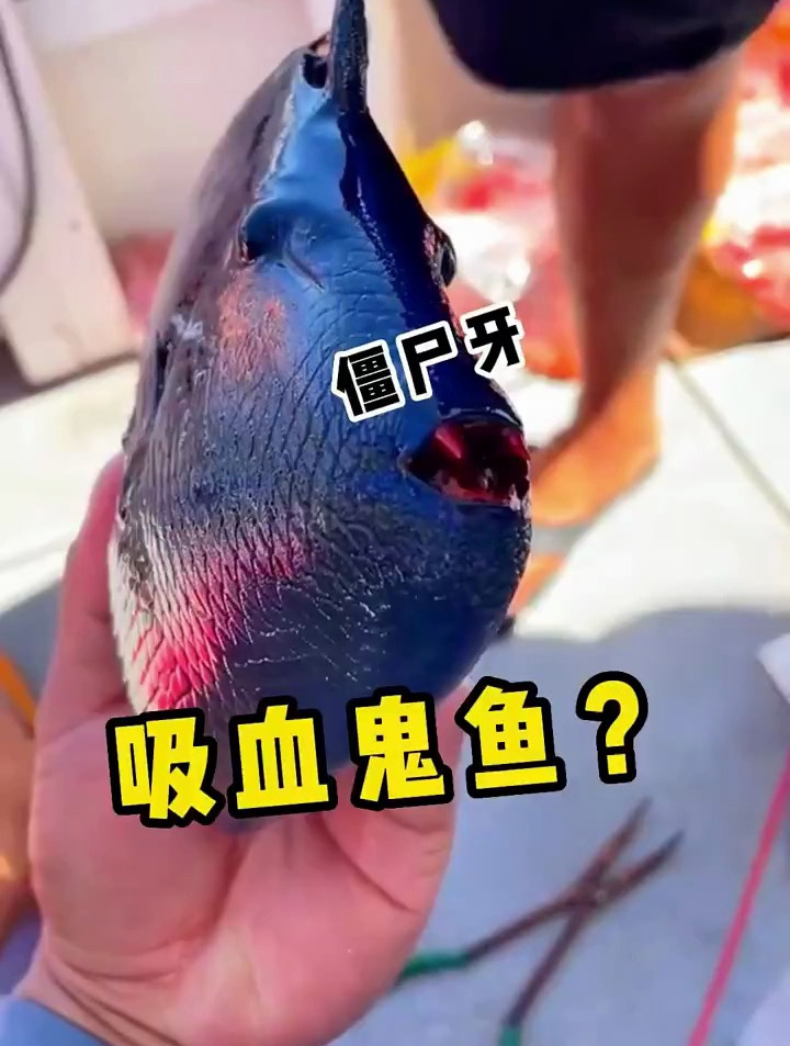 一条很奇怪的鱼 深色的外表 再加一口红色的獠牙
