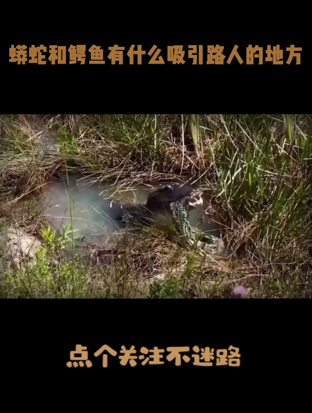 蟒蛇和鳄鱼有什么吸引路人的地方,史诗大战,结果如何!