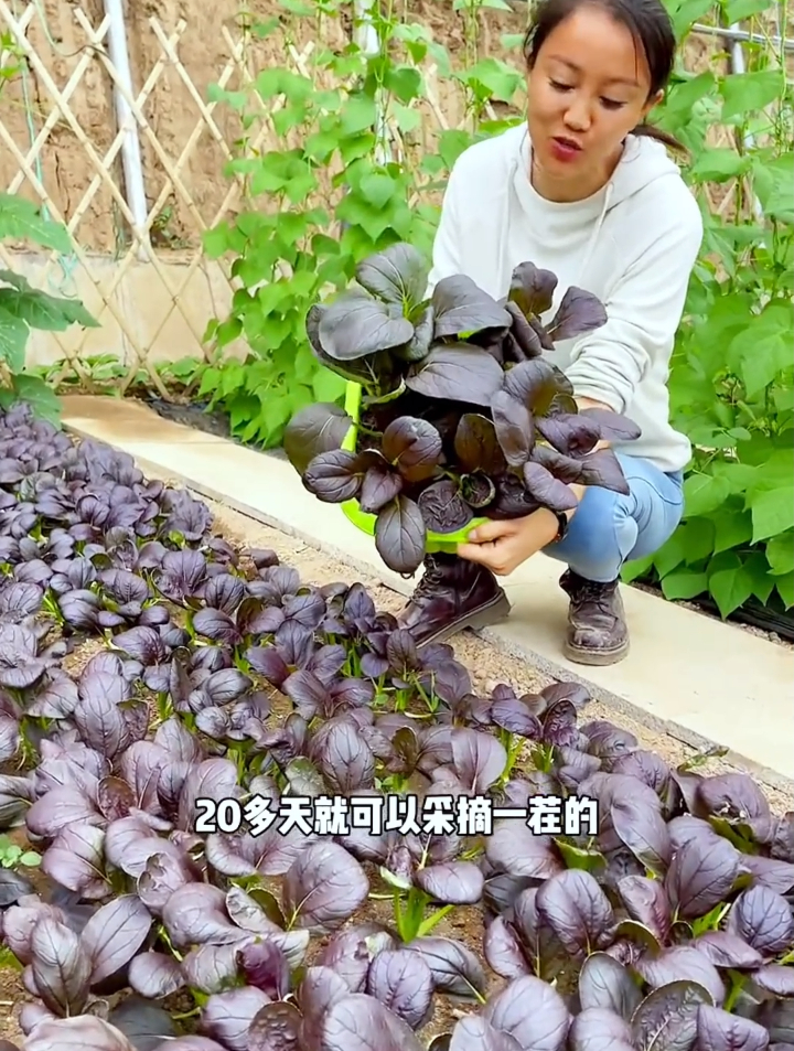 不招虫子的“紫油菜”你吃过吗?它抗病害高产,营养又好看!