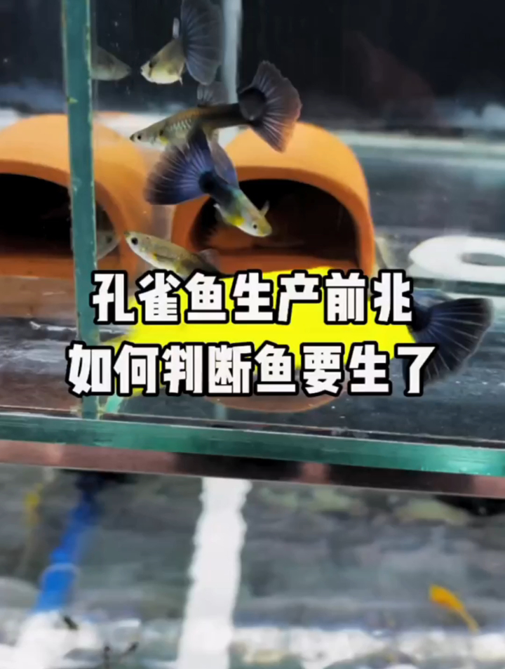 如何判断孔雀鱼要生产了?都知道孔雀鱼是胎生鱼,是直接生出小鱼