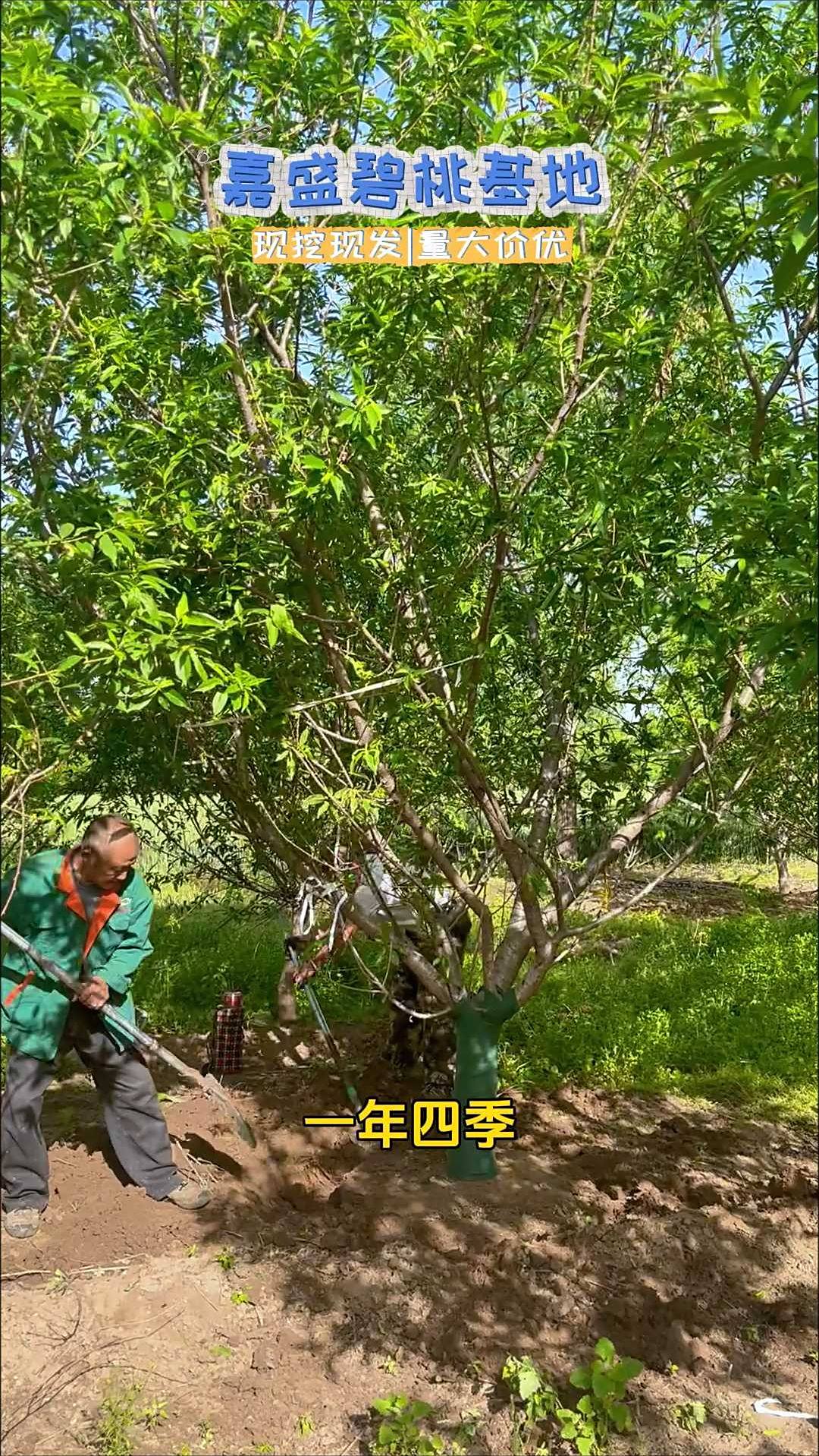 菊花碧桃因其花形酷似菊花而得名,是观赏桃花中的珍贵品种!