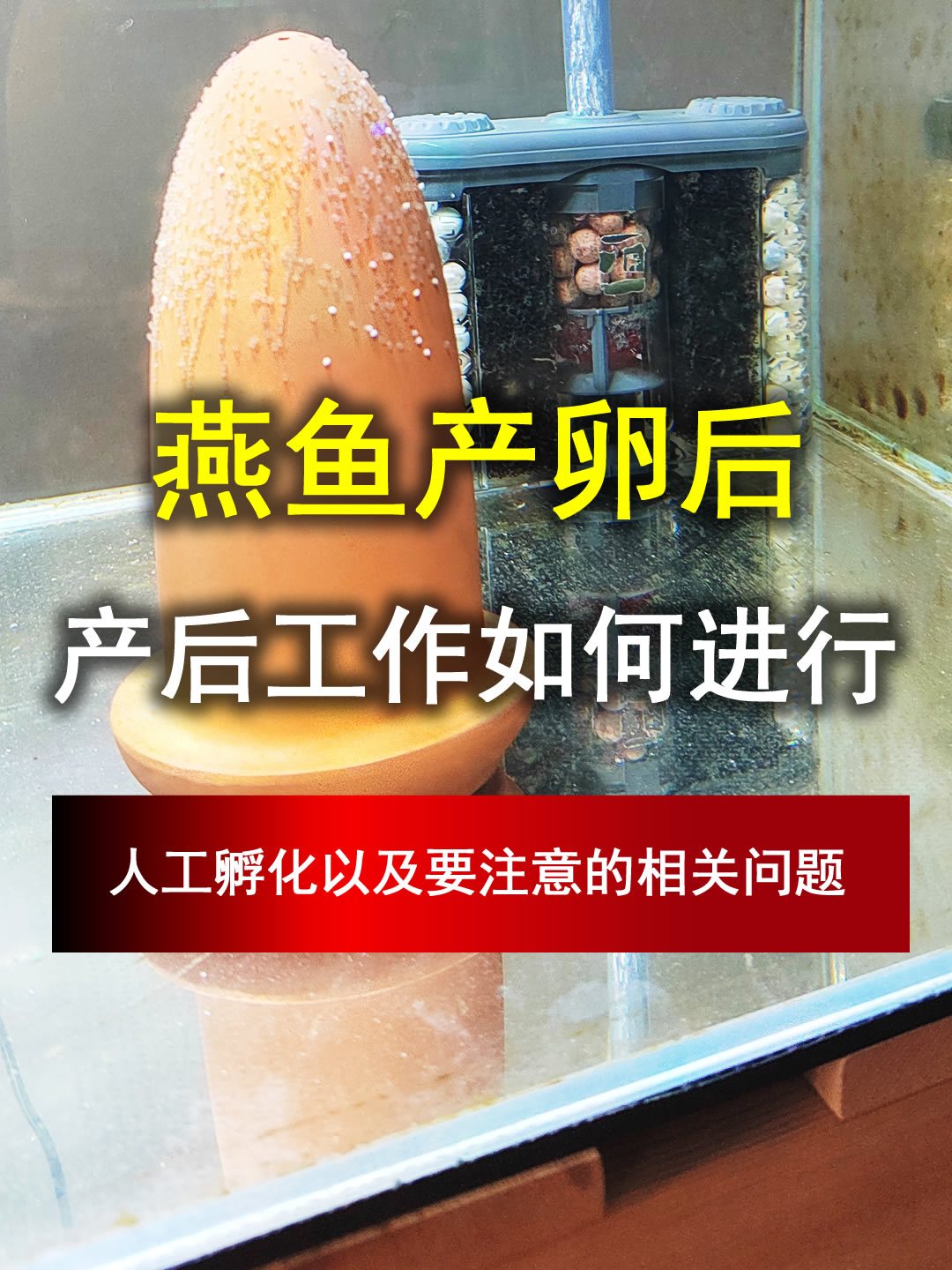 燕鱼繁殖产卵后,产后工作如何进行,都要注意哪些