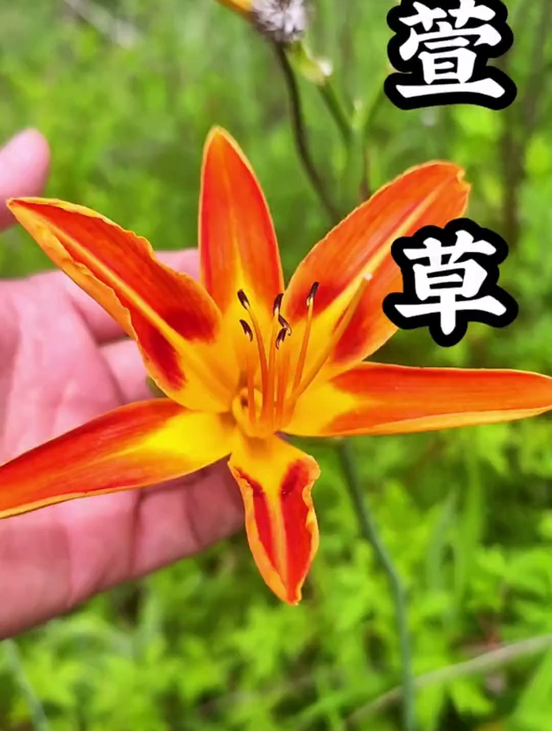 你是不是一直把萱草认成黄花菜?