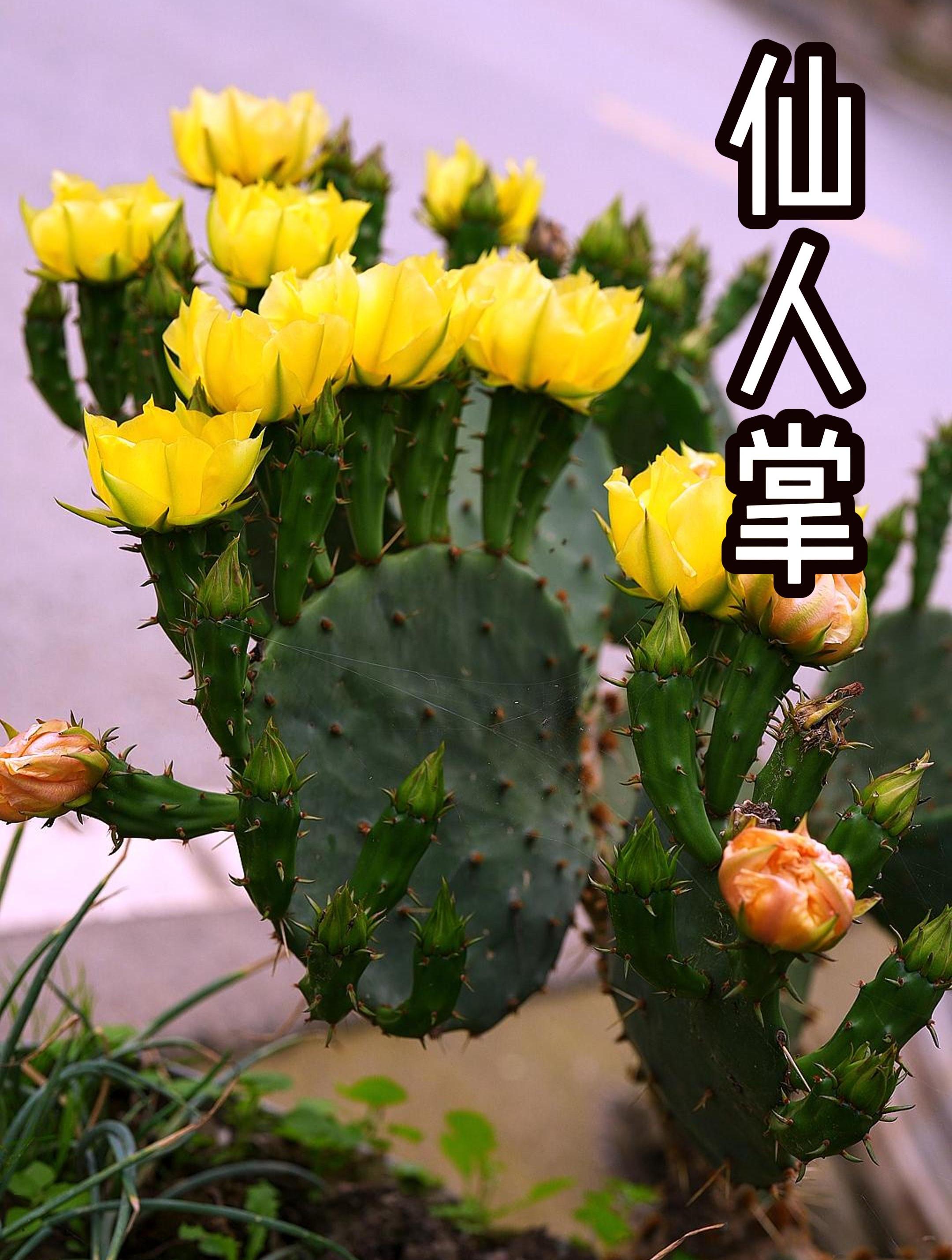 仙人掌说多肉型植物,独特的外观和坚韧的适应能力文明于世