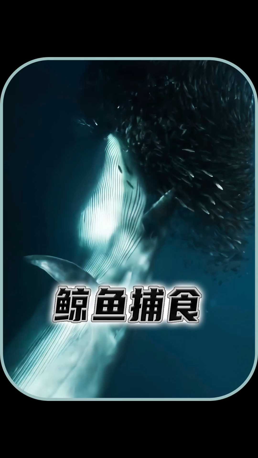 鲸鱼捕食有自己的欺骗手段