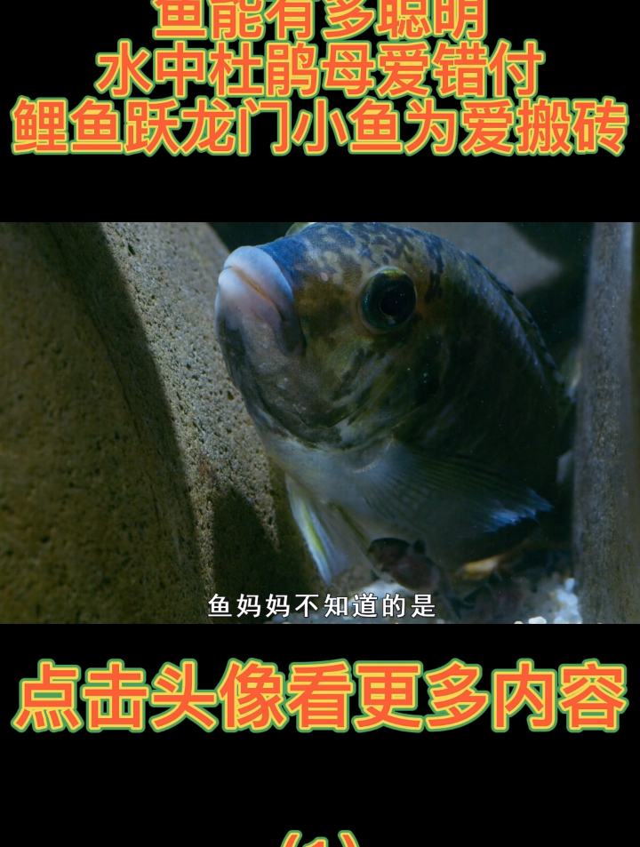 鱼能有多聪明,水中杜鹃母爱错付,鲤鱼跃龙门,小鱼为爱搬砖1