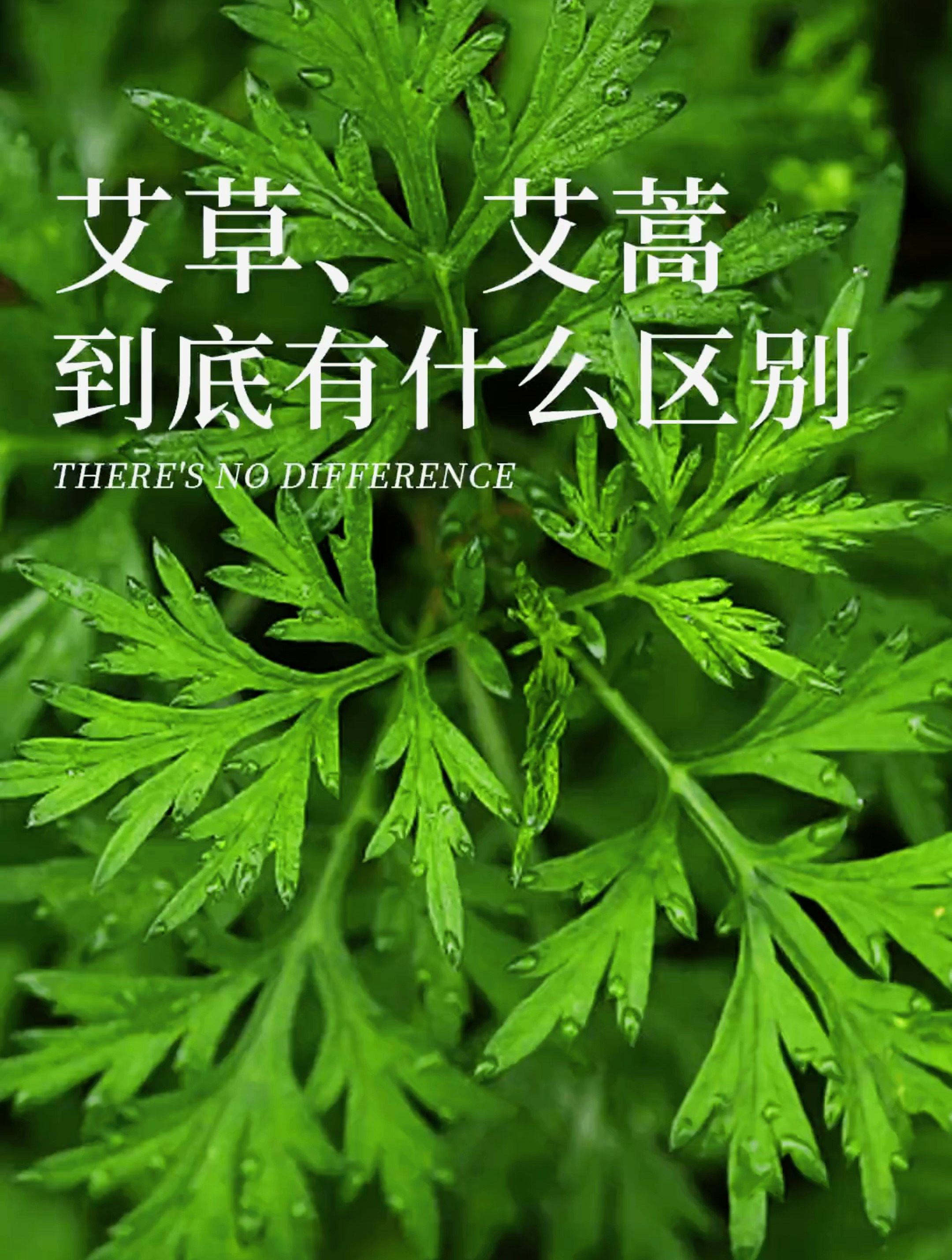 艾草,艾蒿傻傻分不清楚?