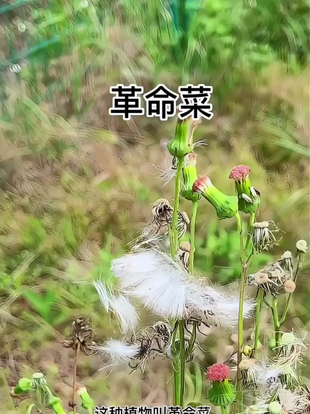革命菜这个看似普通的植物,用途竟然那么多,好多人对此毫不知情