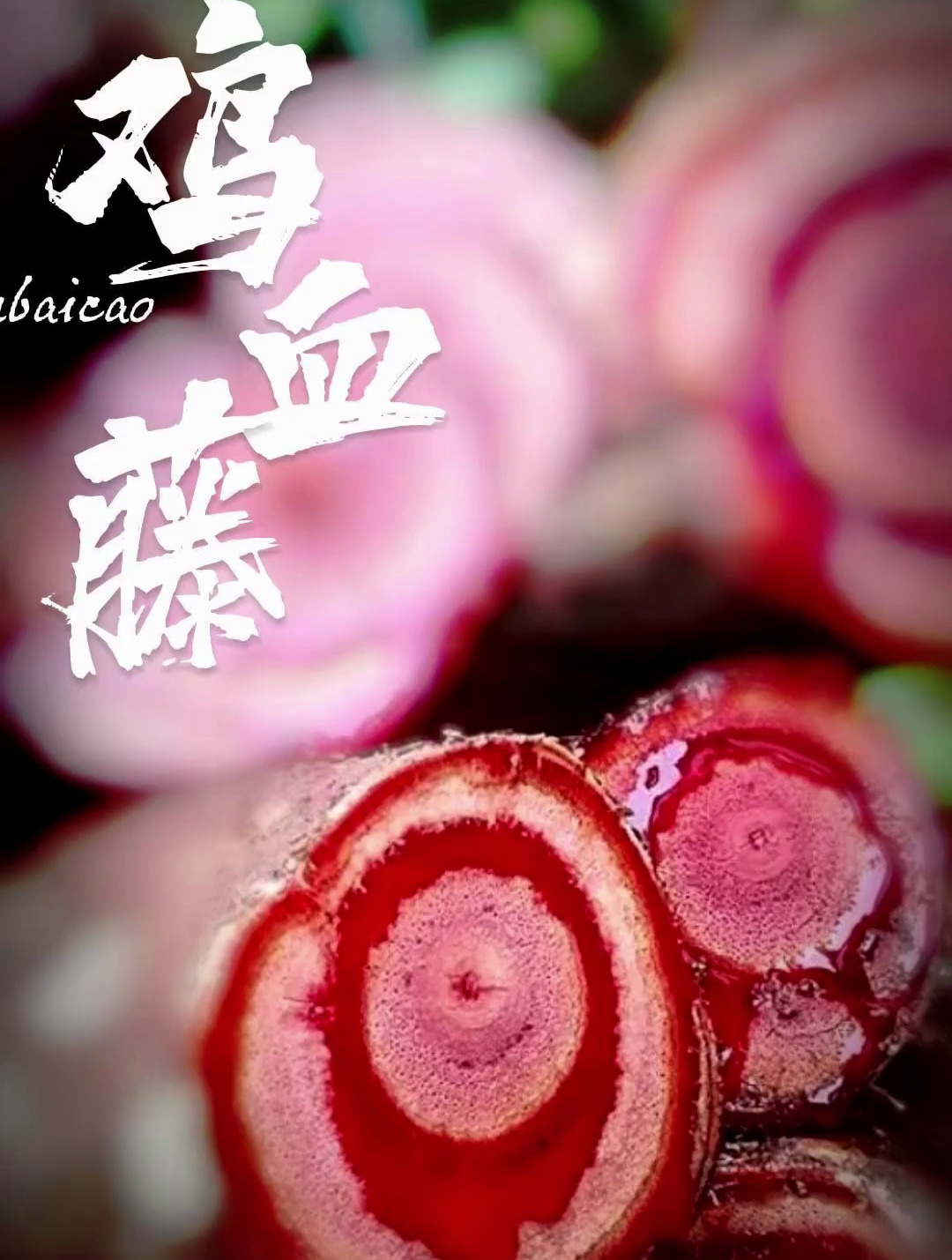植物科普:头一次见鸡血藤,震惊到我了,你知道这个植物吗?