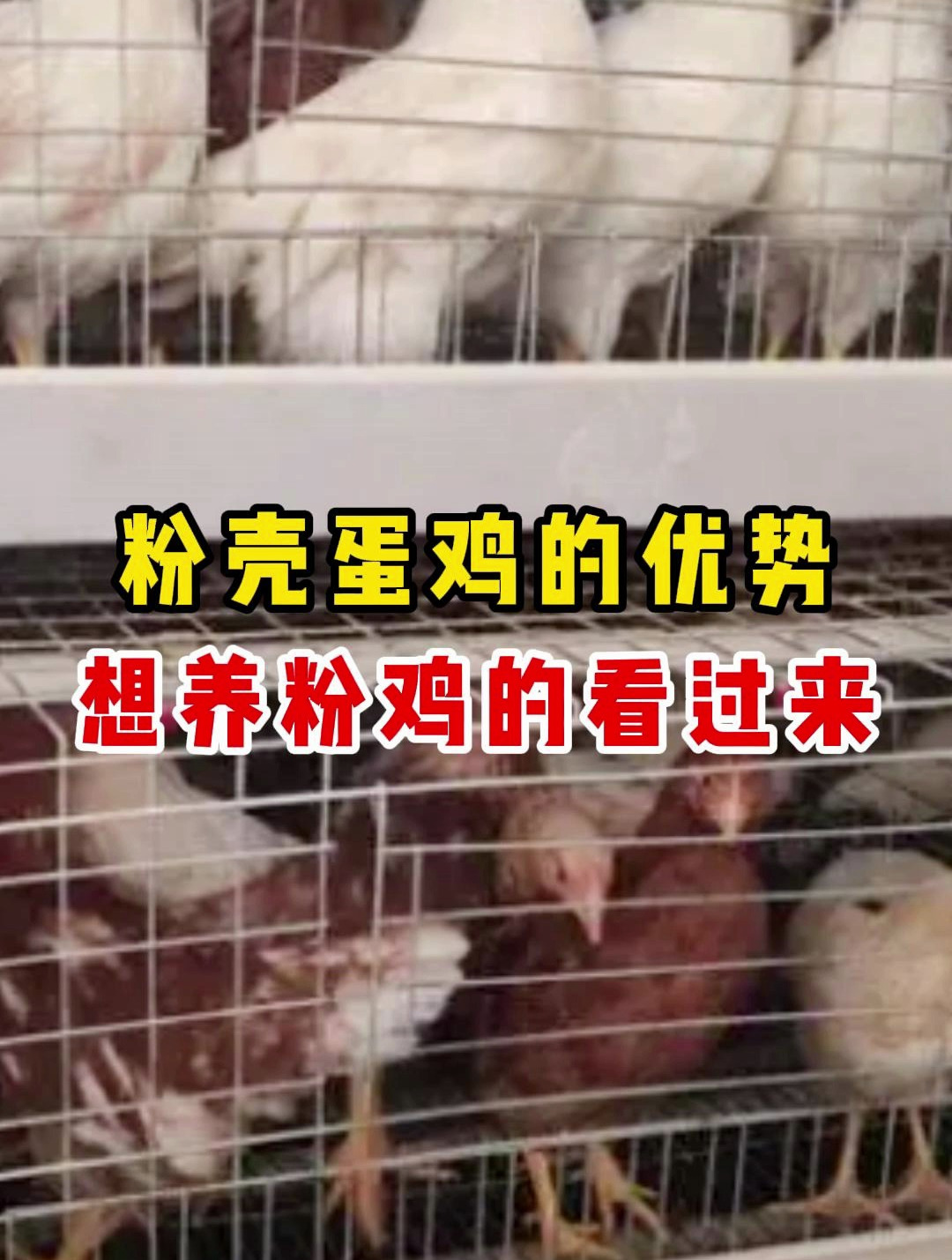 粉壳蛋鸡的优势,想要养殖粉壳蛋鸡朋友看过来!