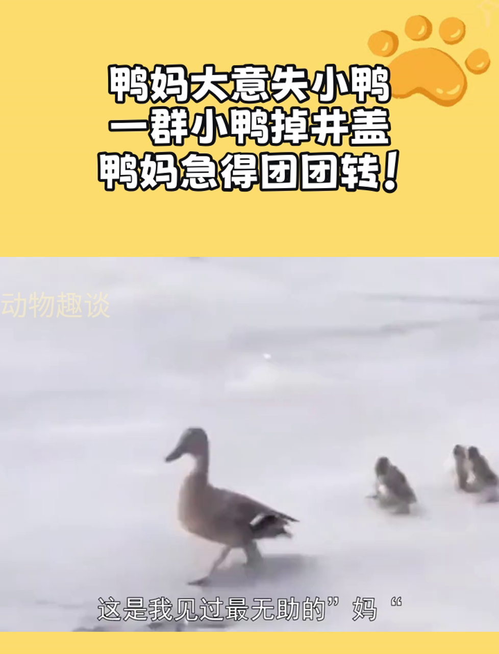 鸭妈大意失小鸭,一群小鸭掉井盖,鸭妈急得团团转!