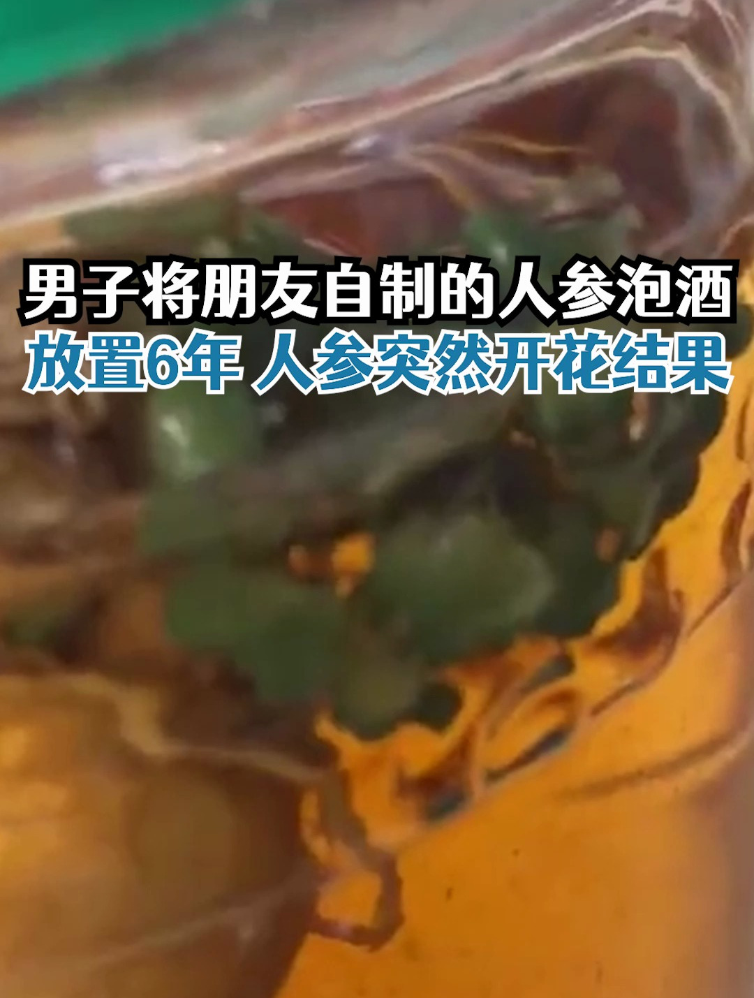 男子人参泡酒放6年突然开花结果