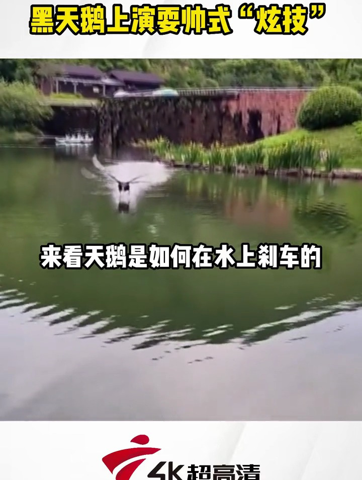 黑天鹅教你“急刹车”,天鹅:就问你帅不帅?网友:这刹车挺费脚的