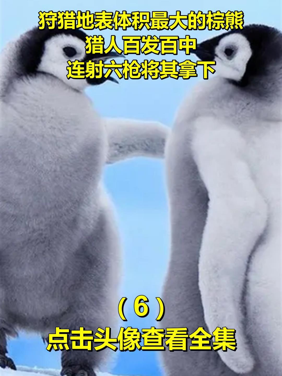 狩猎地表体积最大的棕熊,猎人百发百中,连射六枪将其拿下!6
