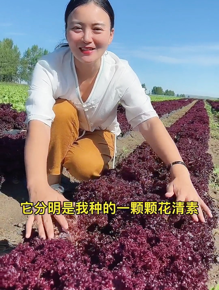 天冷只能种一种菜,建议选择紫叶生菜,这菜可以长得像“花”一样