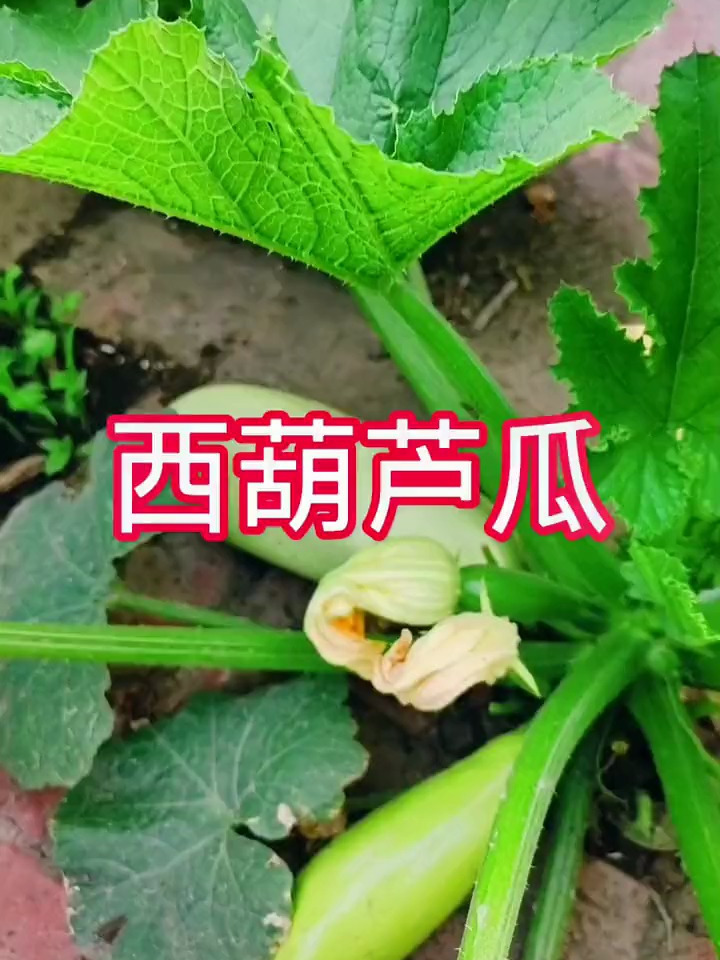 西葫芦瓜,自己种的纯天然的绿色蔬菜