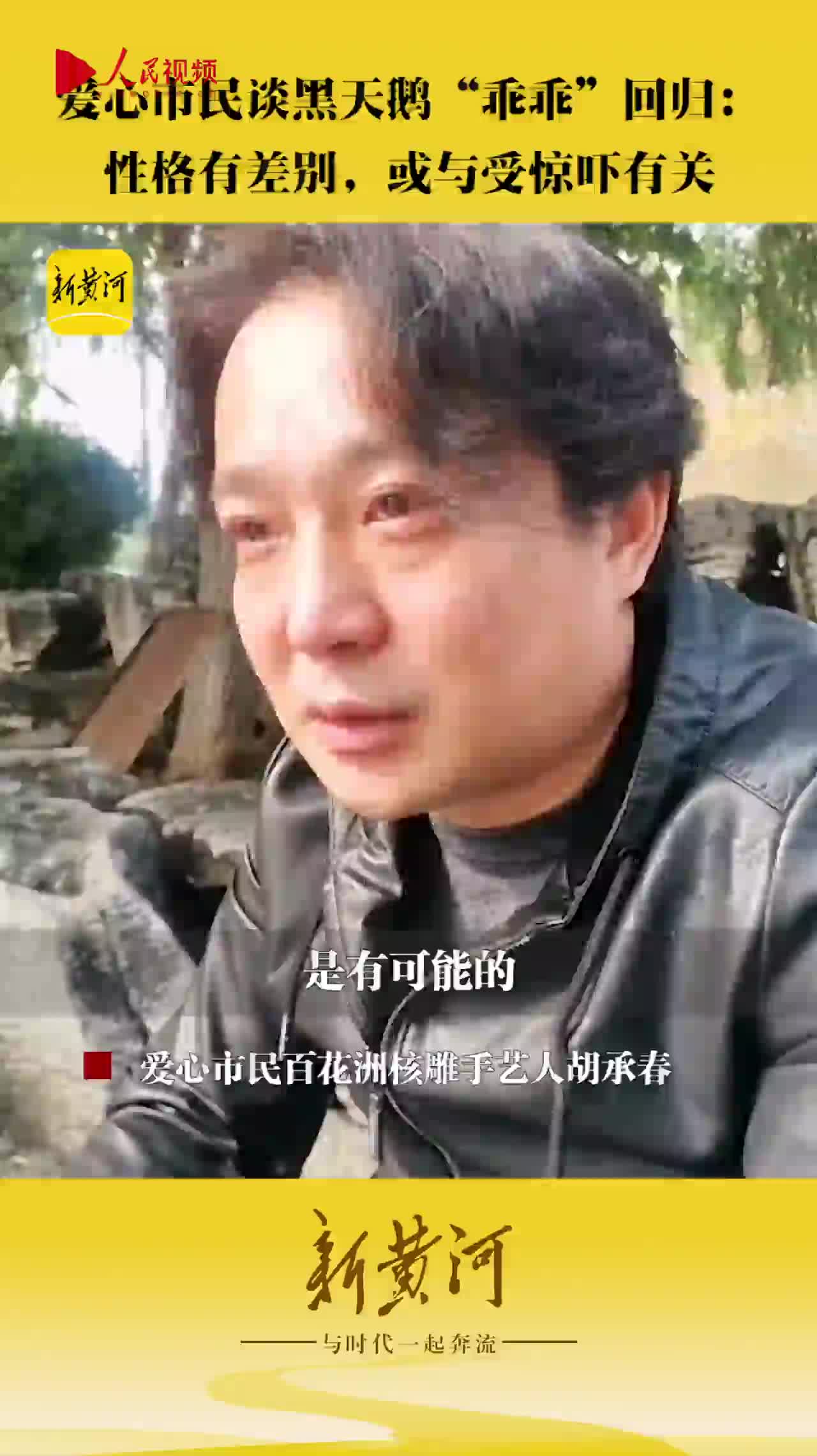 爱心市民谈黑天鹅乖乖回归:性格与走失前有差别,或与受惊吓有关