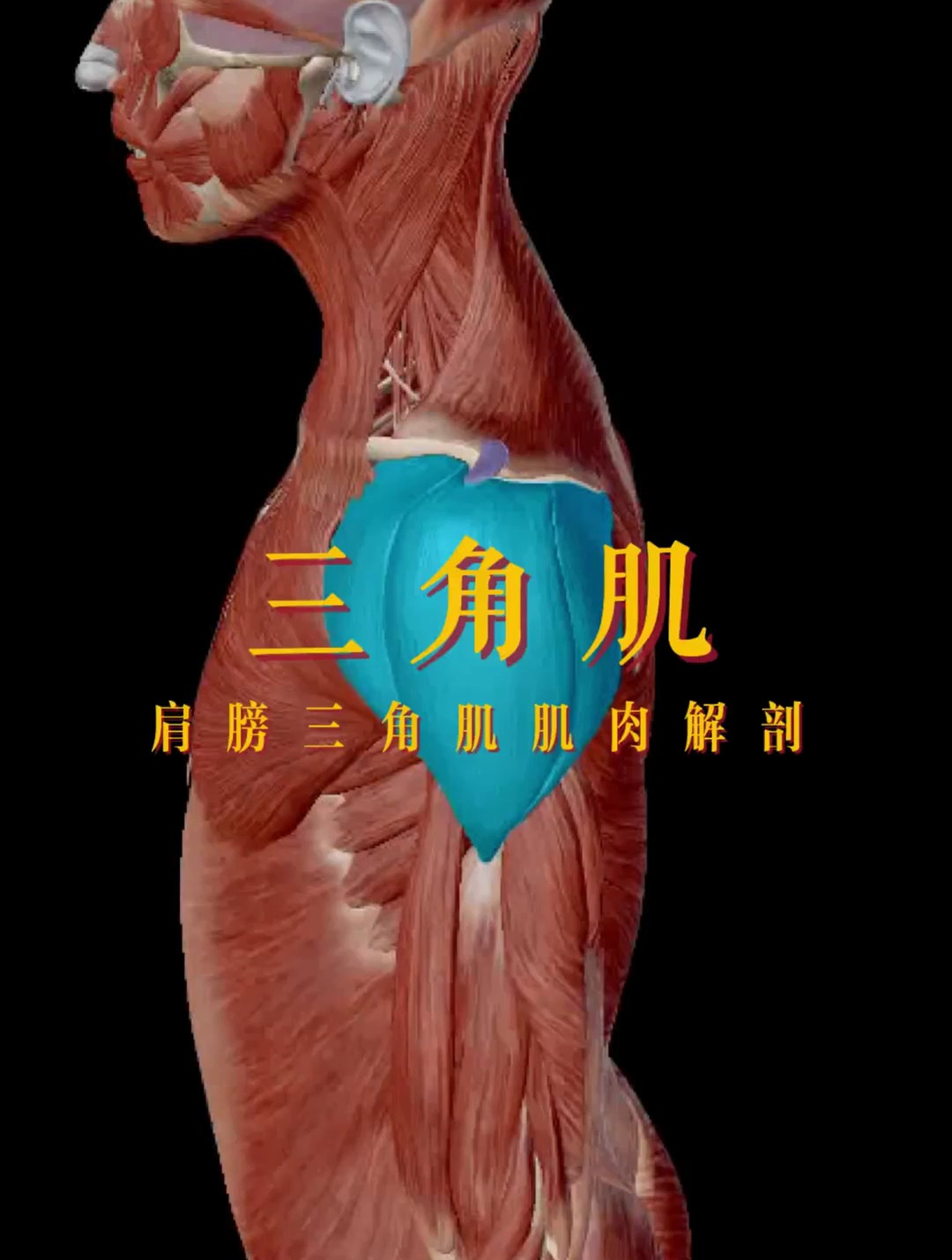三角肌虎头肌解剖