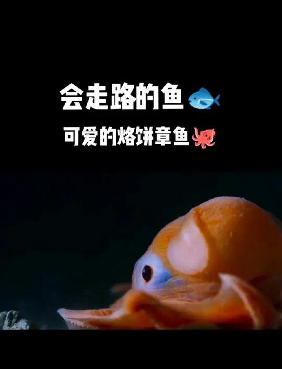 能溜达的鱼儿,软乎乎的章鱼,这地儿深海真奇妙!