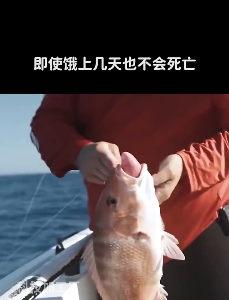 弓鱼法能让鱼离水后还活蹦乱跳好几天吗?