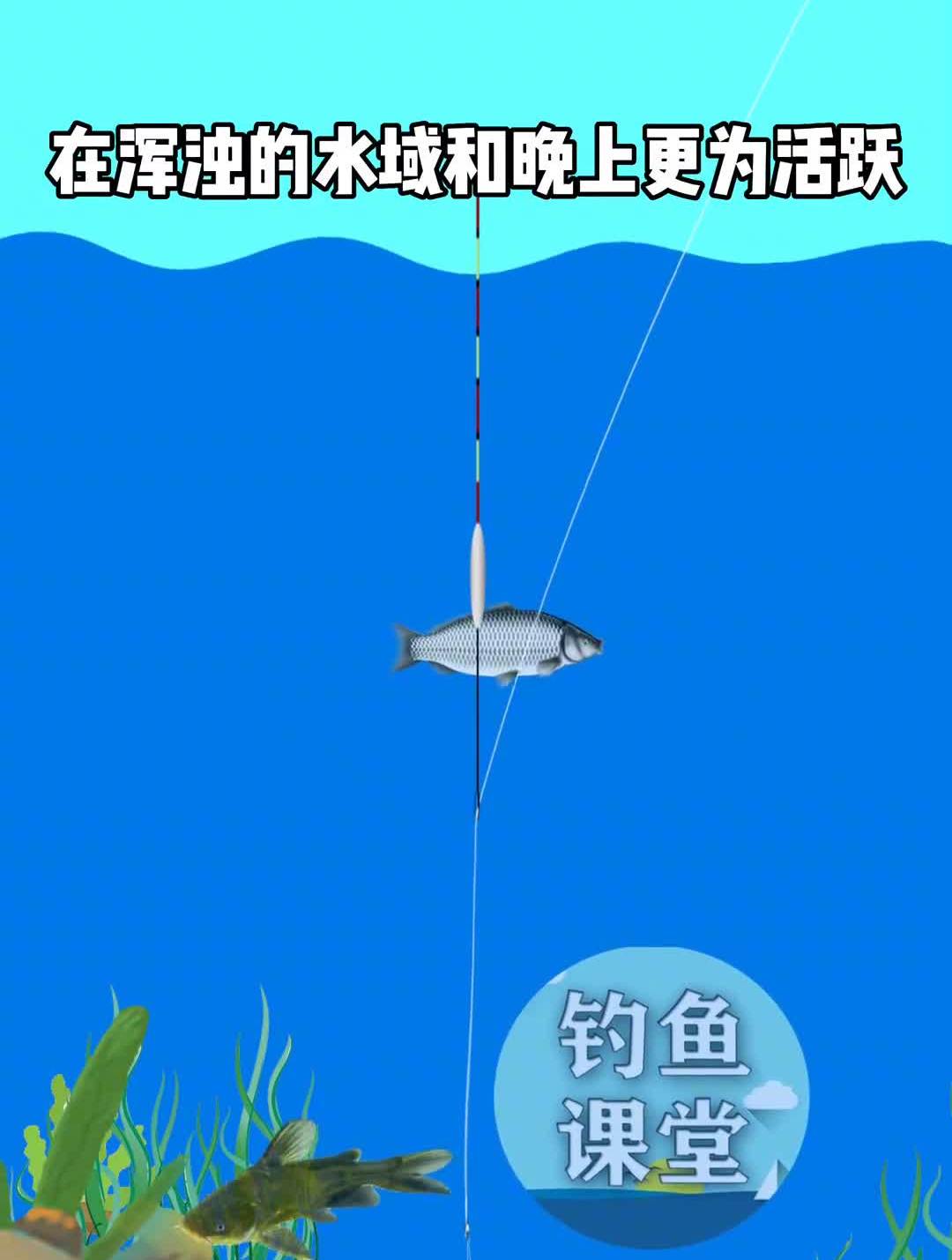 夏季夜钓鲶鱼技巧钓法户外钓鱼野钓钓鱼