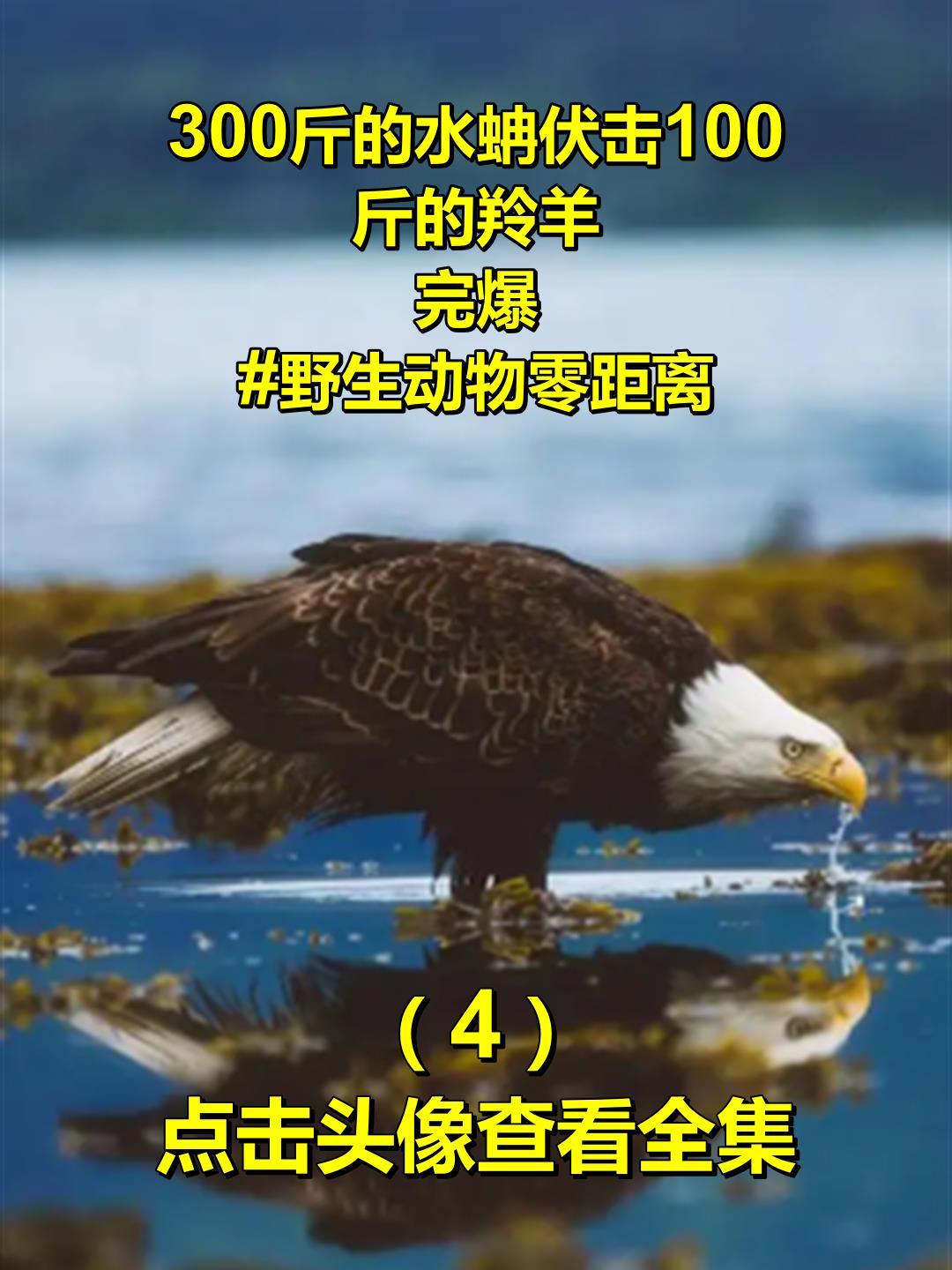 300斤的水蚺伏击100斤的羚羊,完爆!野生动物零距离4