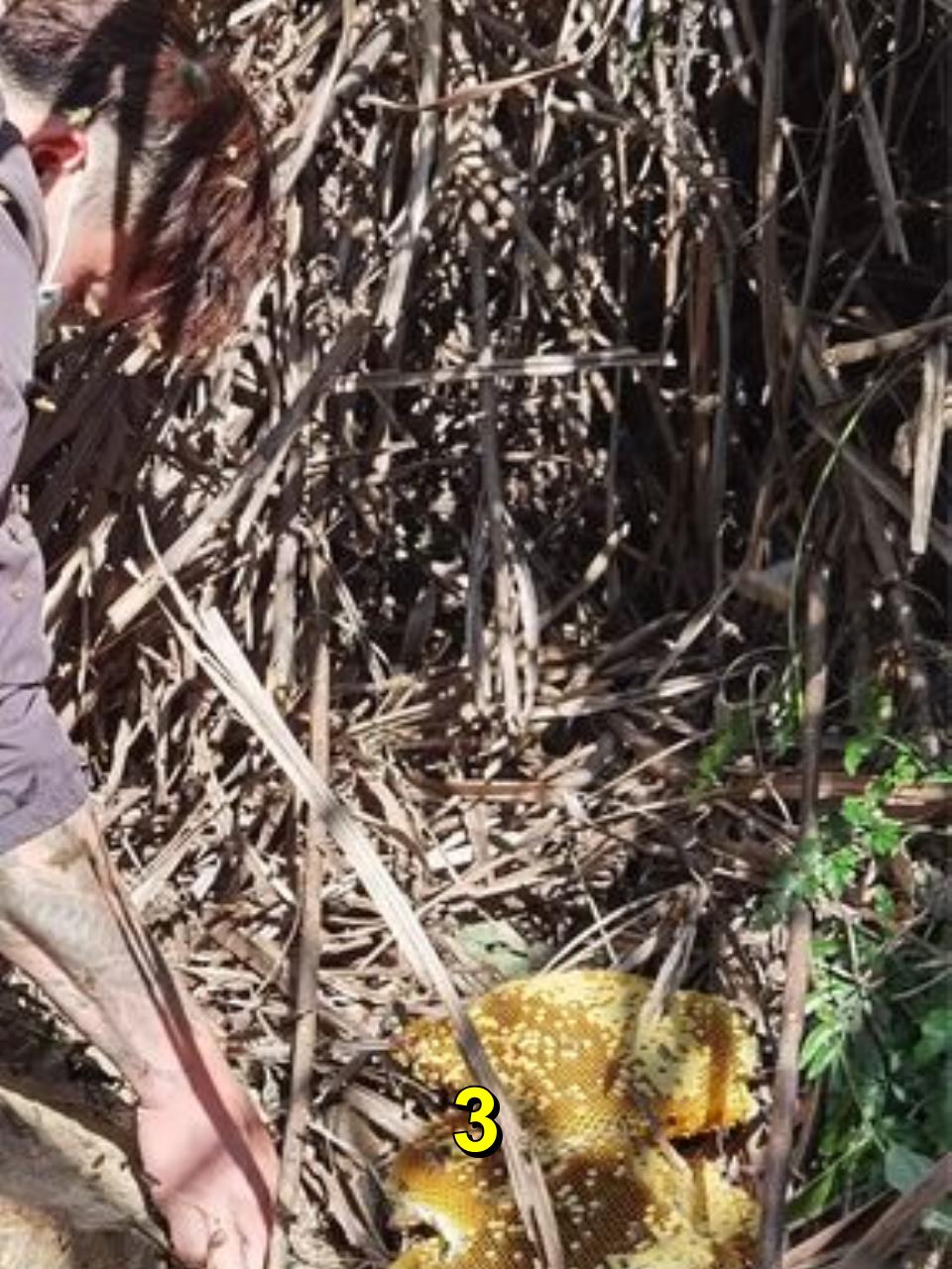 跟广西老表盘窝,岭南独有鸭脚木,纯天然野冬蜜3