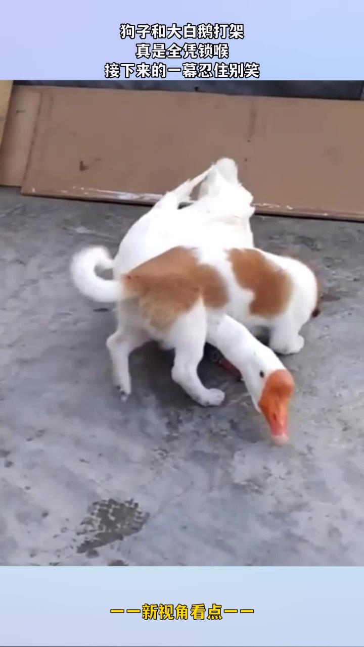 狗子和大白鹅打架,真是全凭锁喉,接下来的一幕忍住别笑!