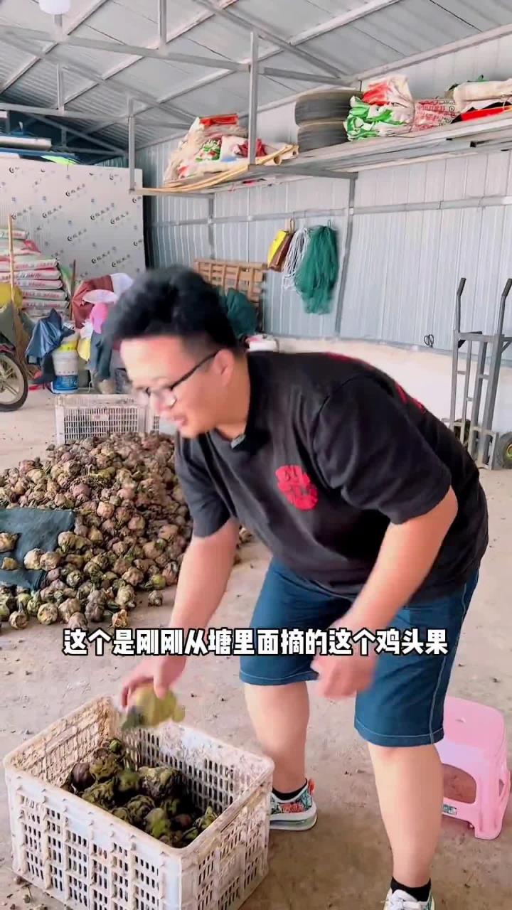 鸡头果还有一个学名叫啥的?