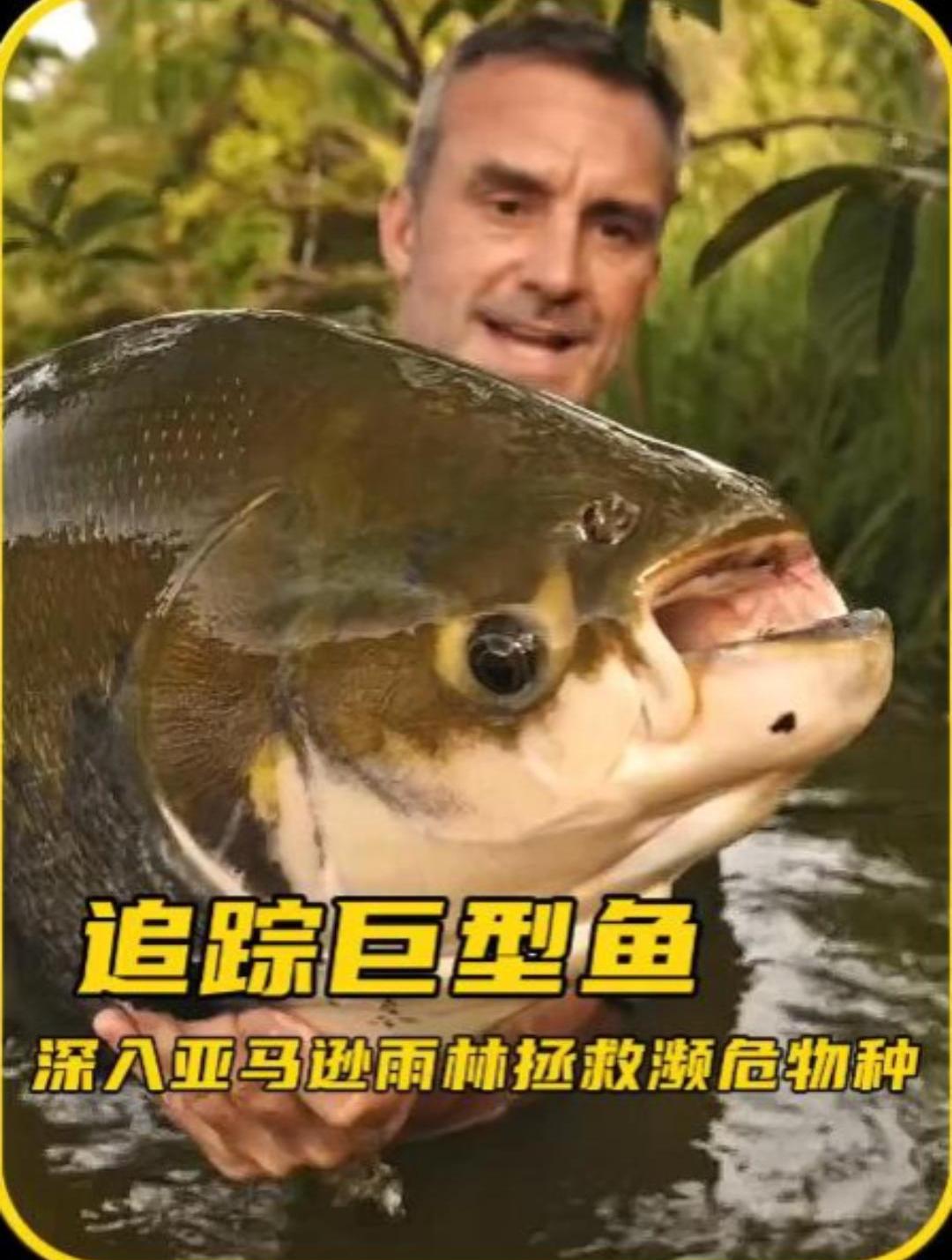亚马逊钓巨型鲶鱼危机生命,为了钓鱼不顾危险