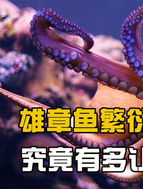 章鱼的迷惑行为,靠挖鼻孔让雌章鱼怀孕,动物繁衍后代有多艰难?