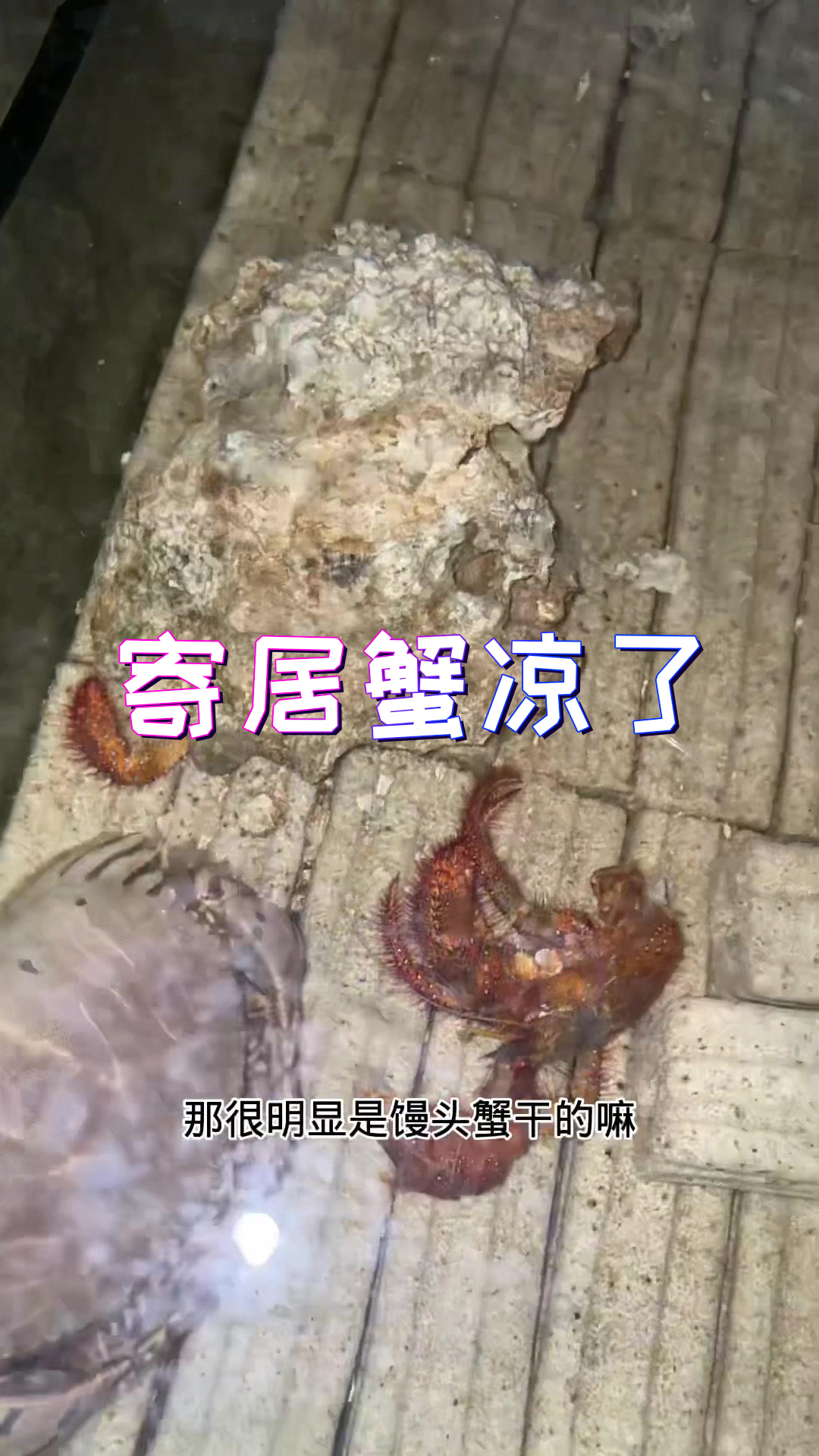 这个缸里也只有馒头蟹有这个实力了