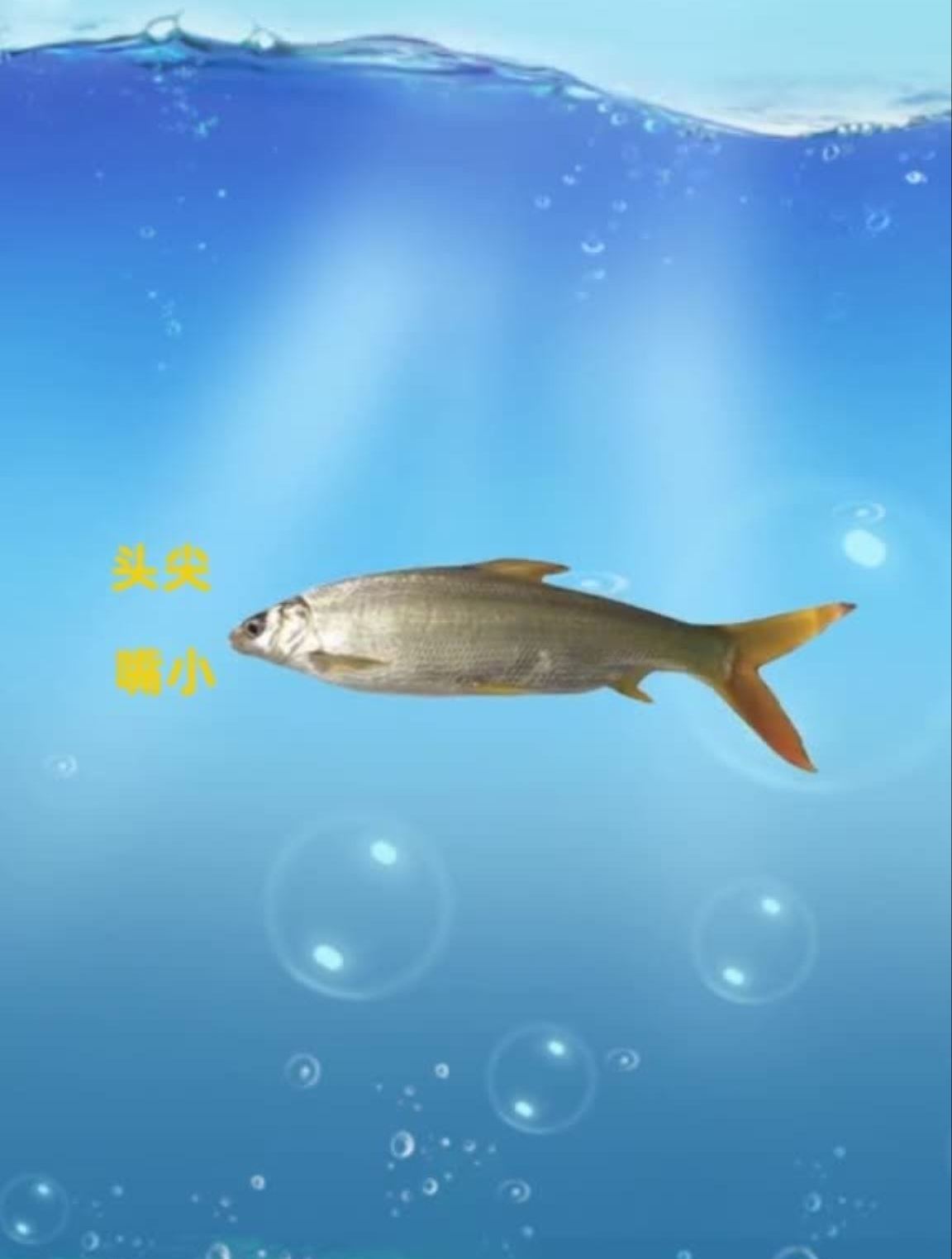 如何垂钓黄尾鱼老手最有效果的4个办法野钓钓鱼