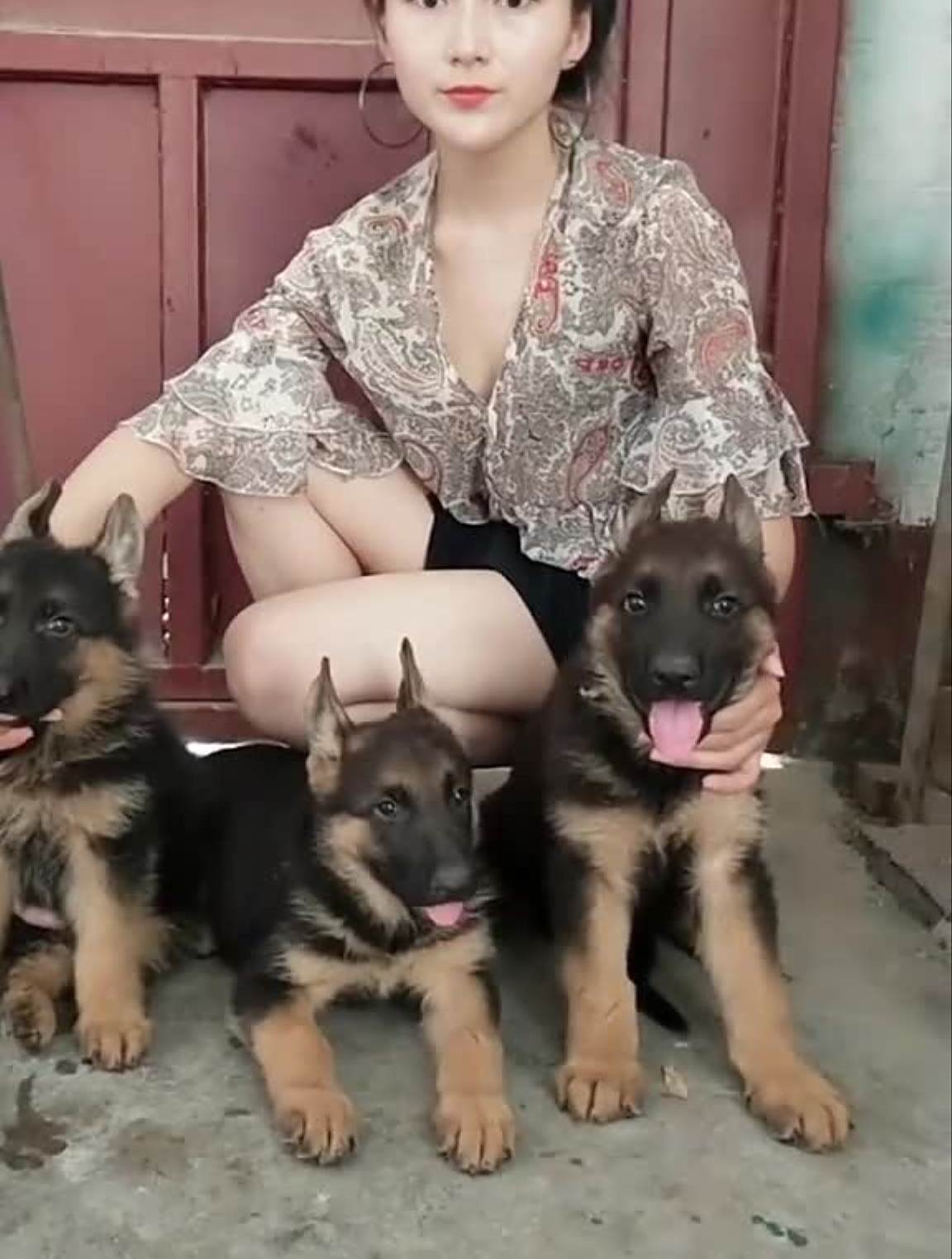 最受欢迎的狗狗黑背