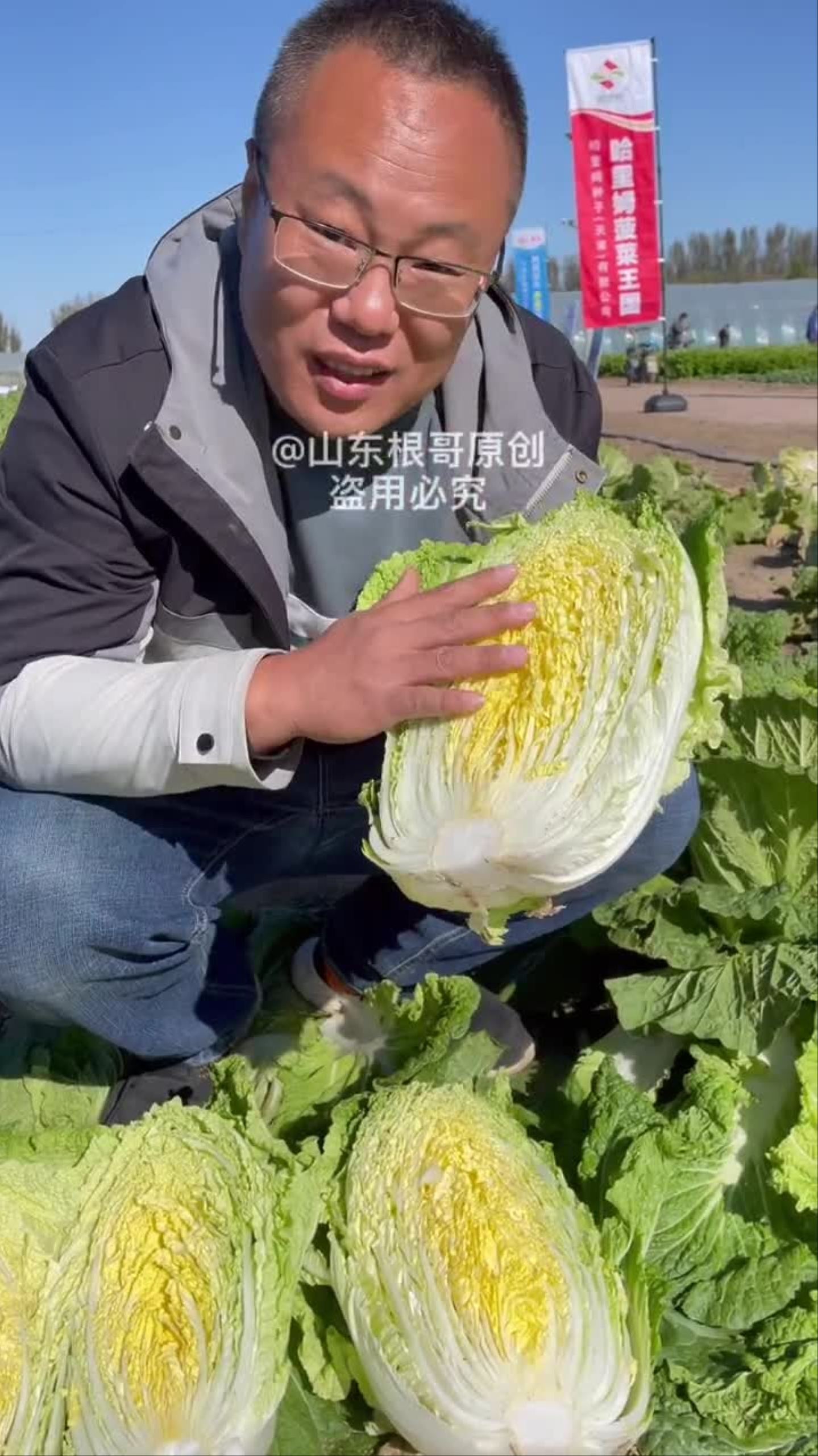 这个品种的黄心大白菜喜欢的可以自己种些!