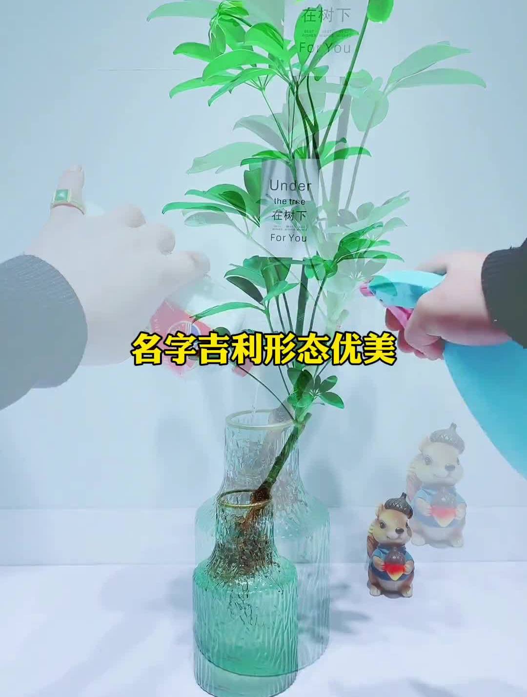 有什么水培植物是养不死的,那就是它了