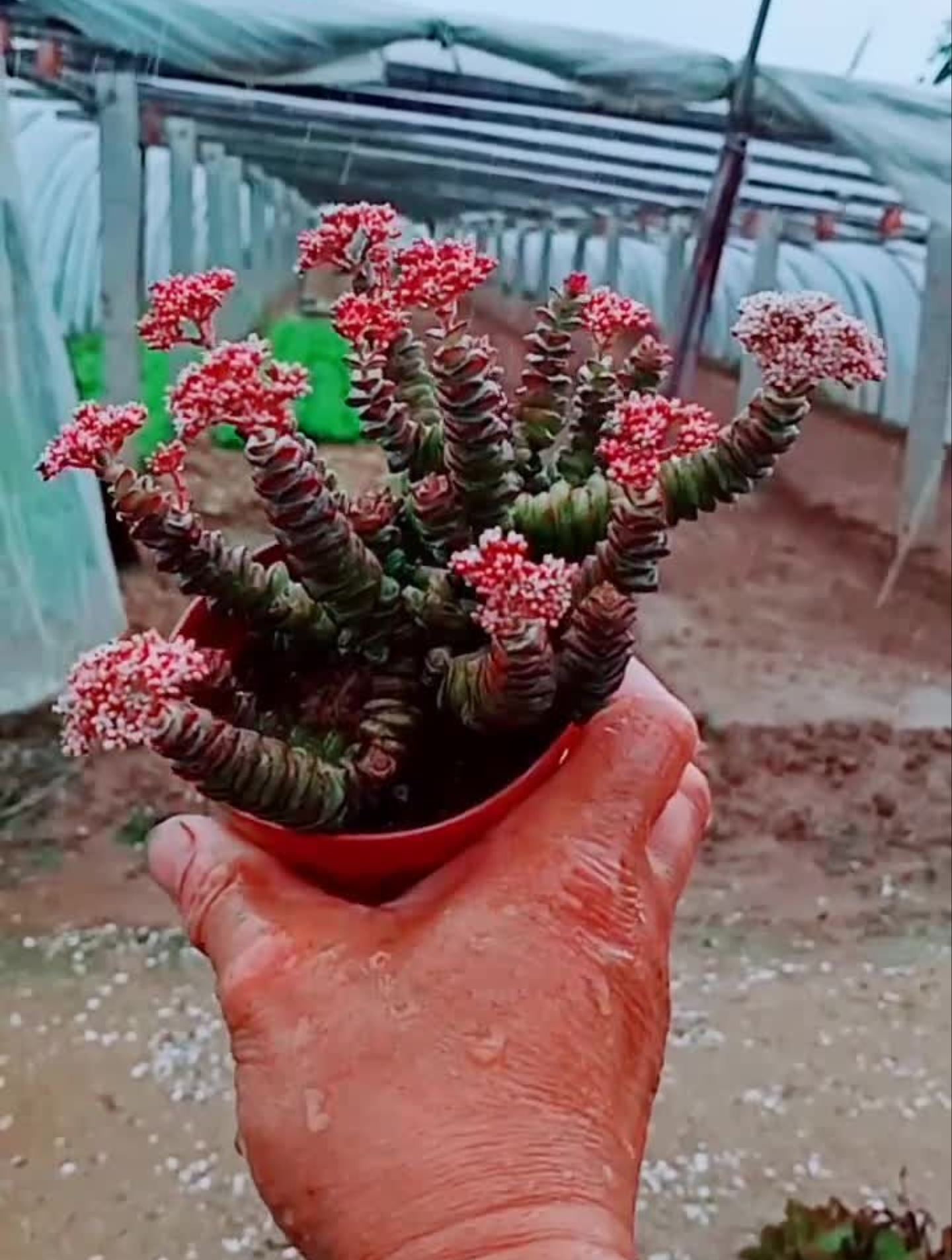 用营养土和普通田园土混合栽培的钱串每年秋天都开花