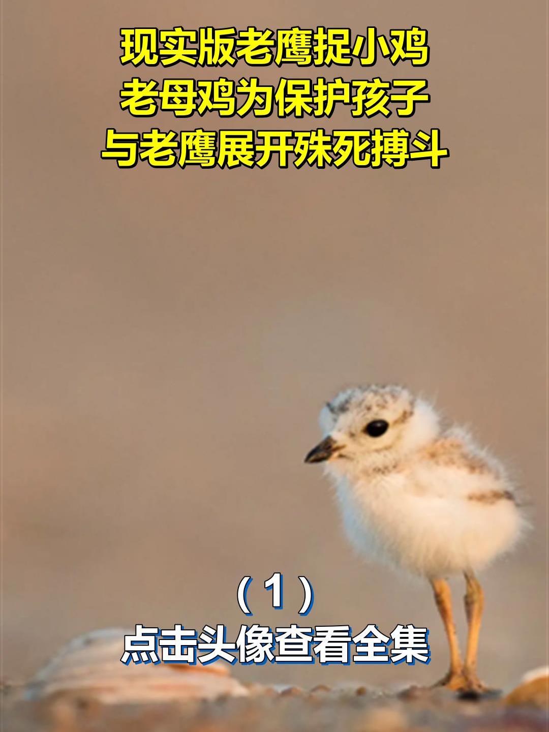 现实版老鹰捉小鸡!老母鸡为保护孩子,与老鹰展开殊死搏斗1
