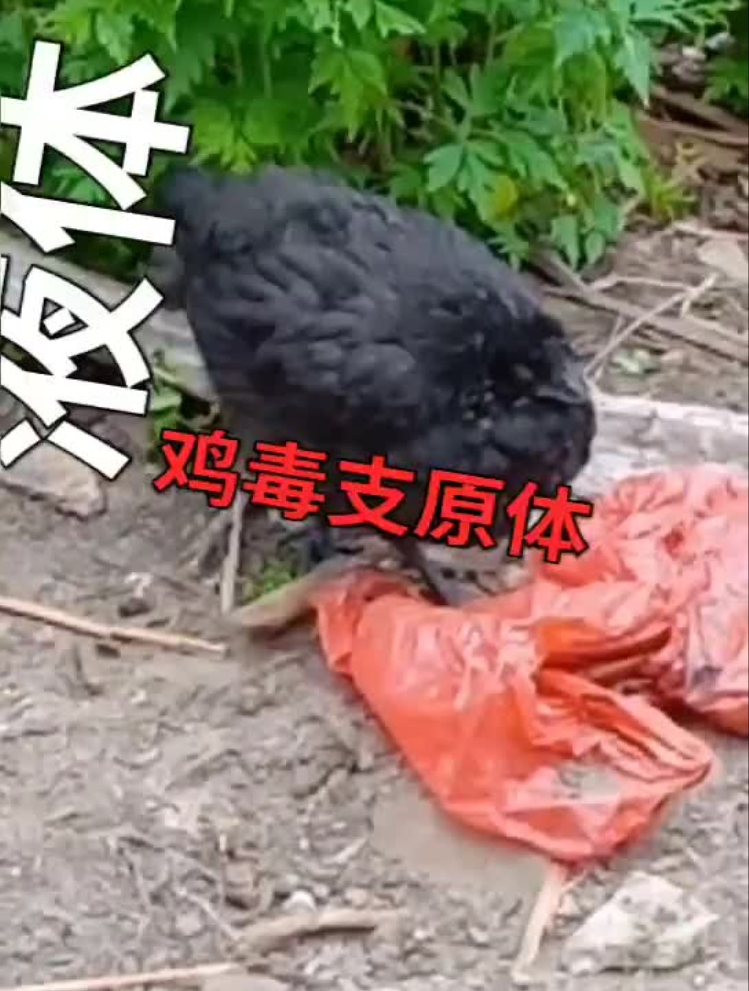 首先要看最重要的一点鸡病防治创业养鸡农村养鸡养鸡蛋鸡