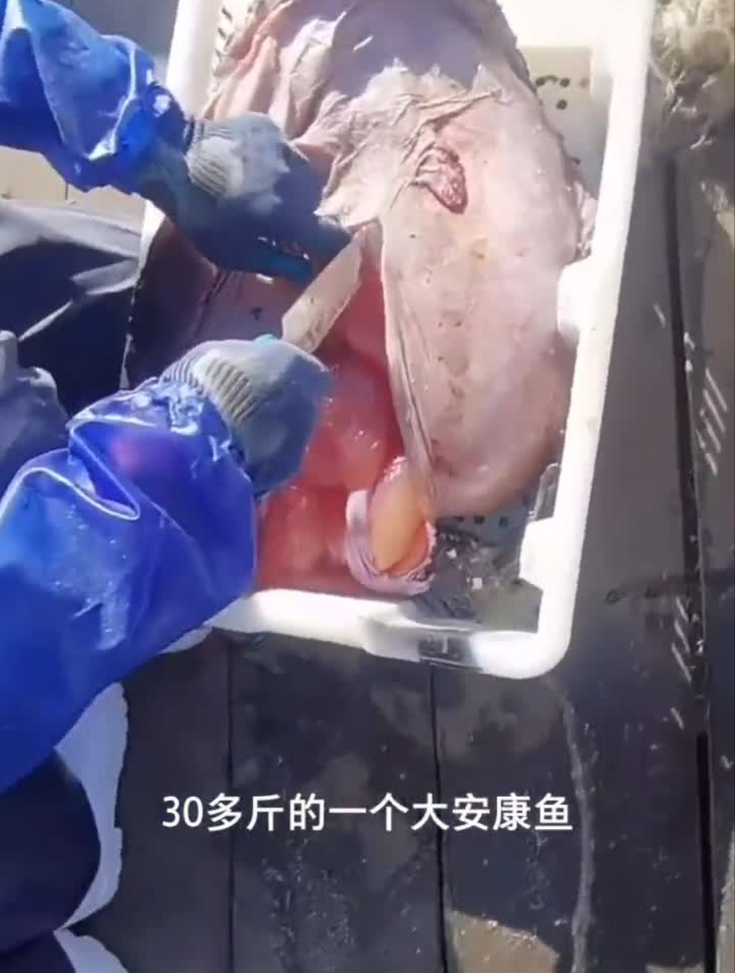三十多斤的大鮟鱇鱼要看看肚子里到底有啥渔民日常男人