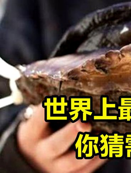 地球上最大的鲍鱼,一只就够10个成年人吃,一般人吃不起4