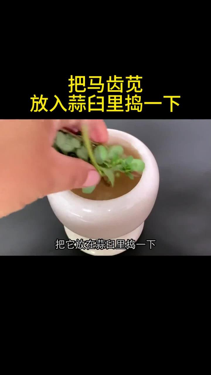把马齿苋放入蒜臼里捣一下!