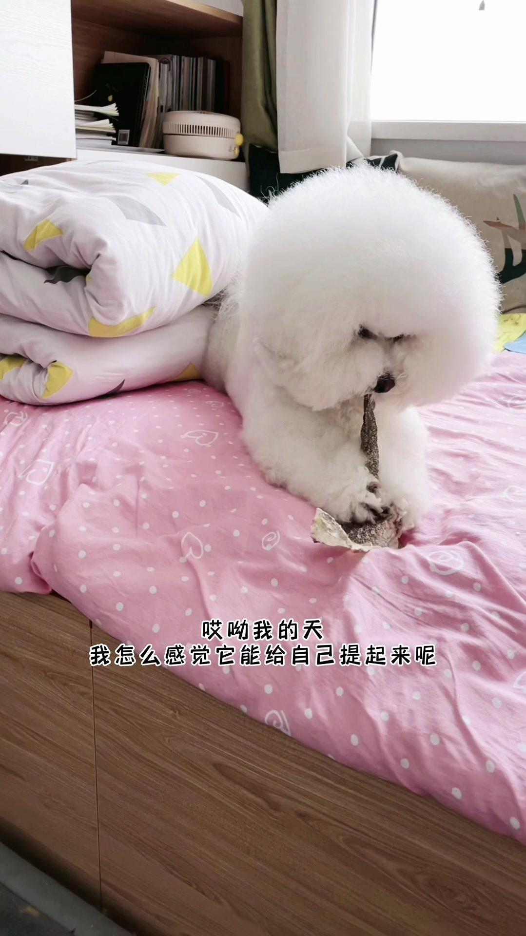 超级耐撕咬的整张风干鳕鱼皮,成了辣条日常磨牙解闷的“玩具”