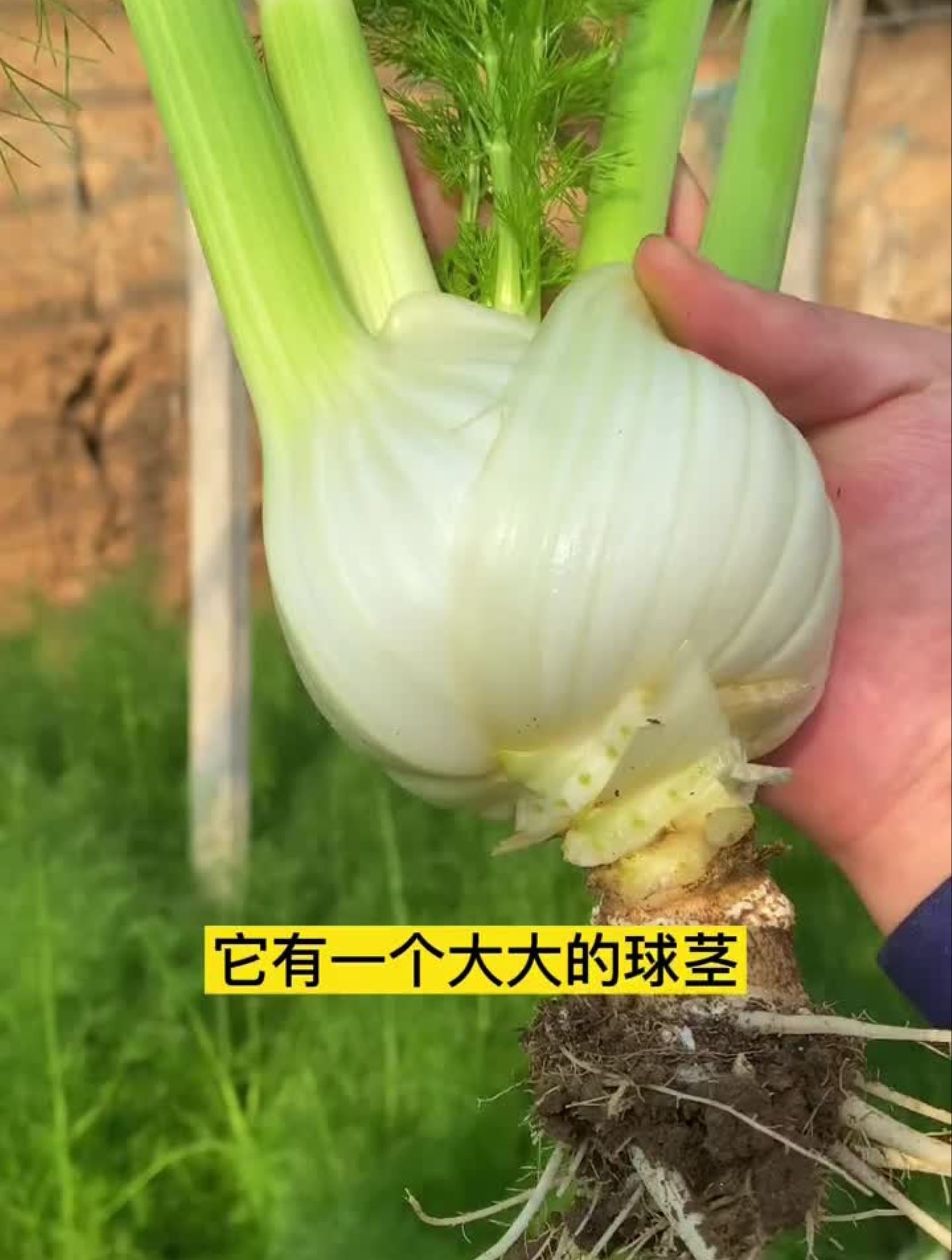 这个茴香不一般,好吃又好种