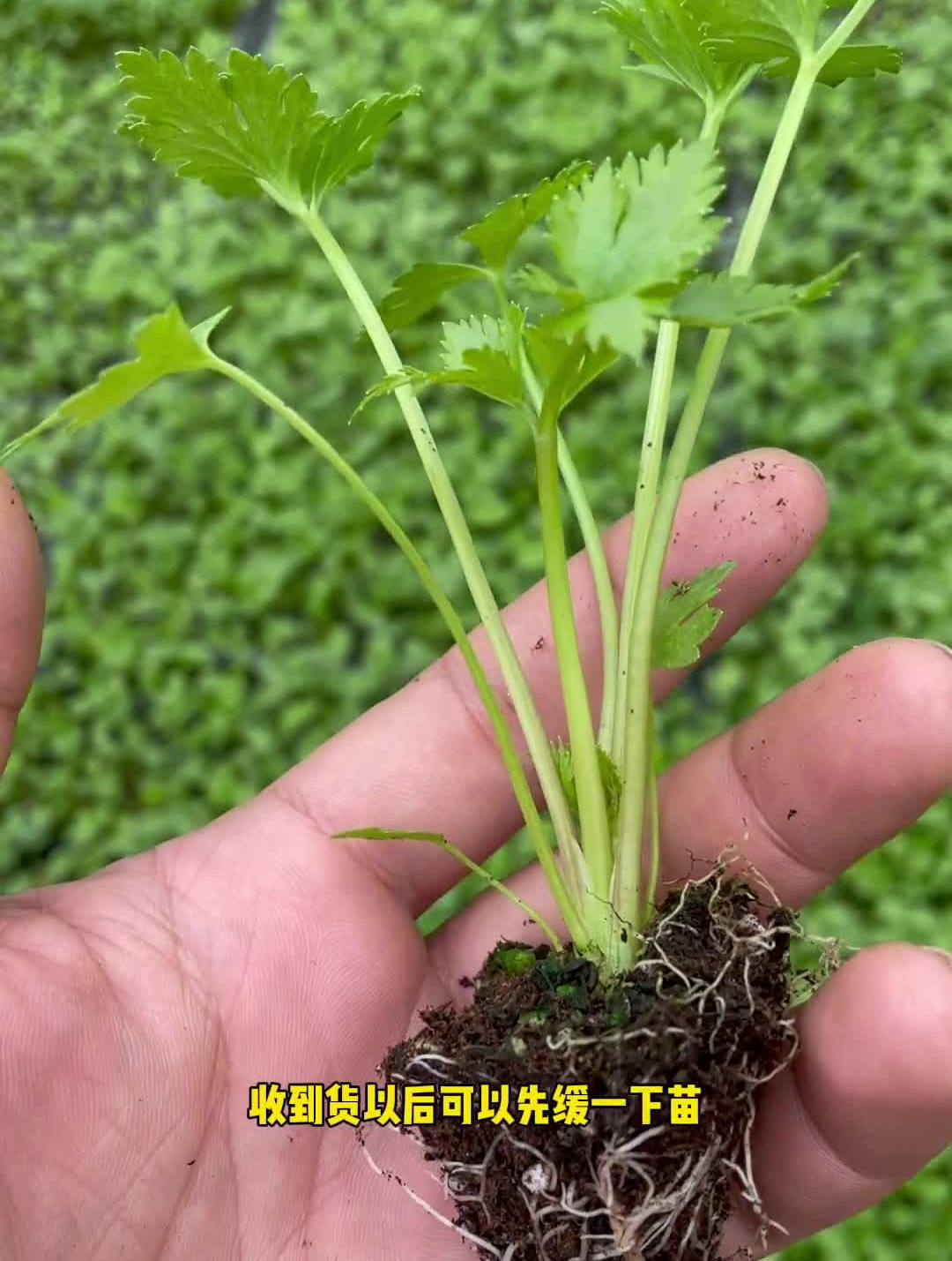 芹菜发芽慢!苗子提前育苗!提高速度