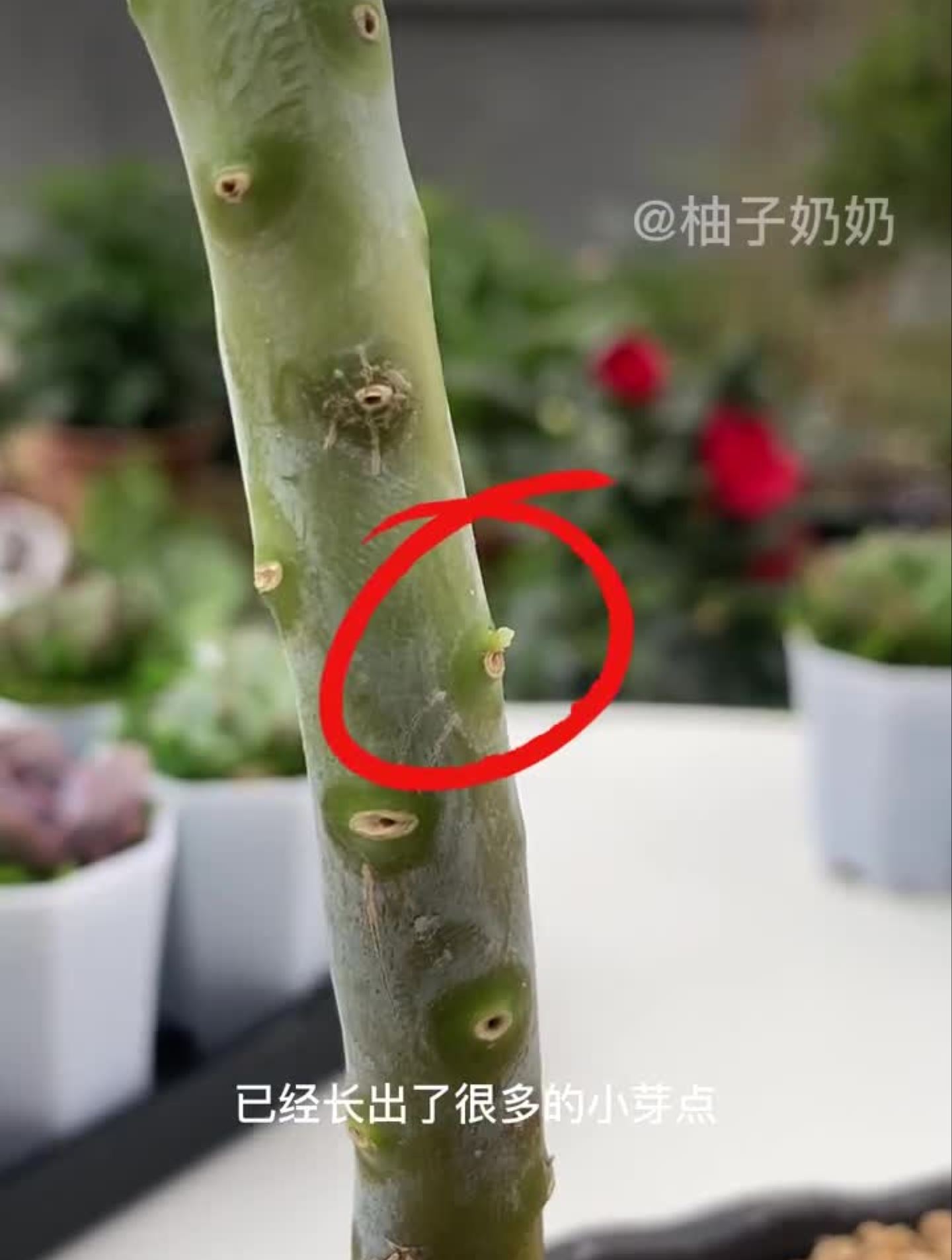 优芽素可以让多肉多长侧芽