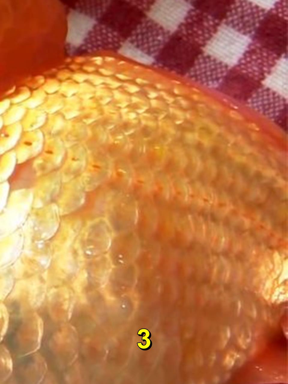 宠物鱼长了肉瘤,眼睛几乎看不见,主人亲自操刀动手术!3